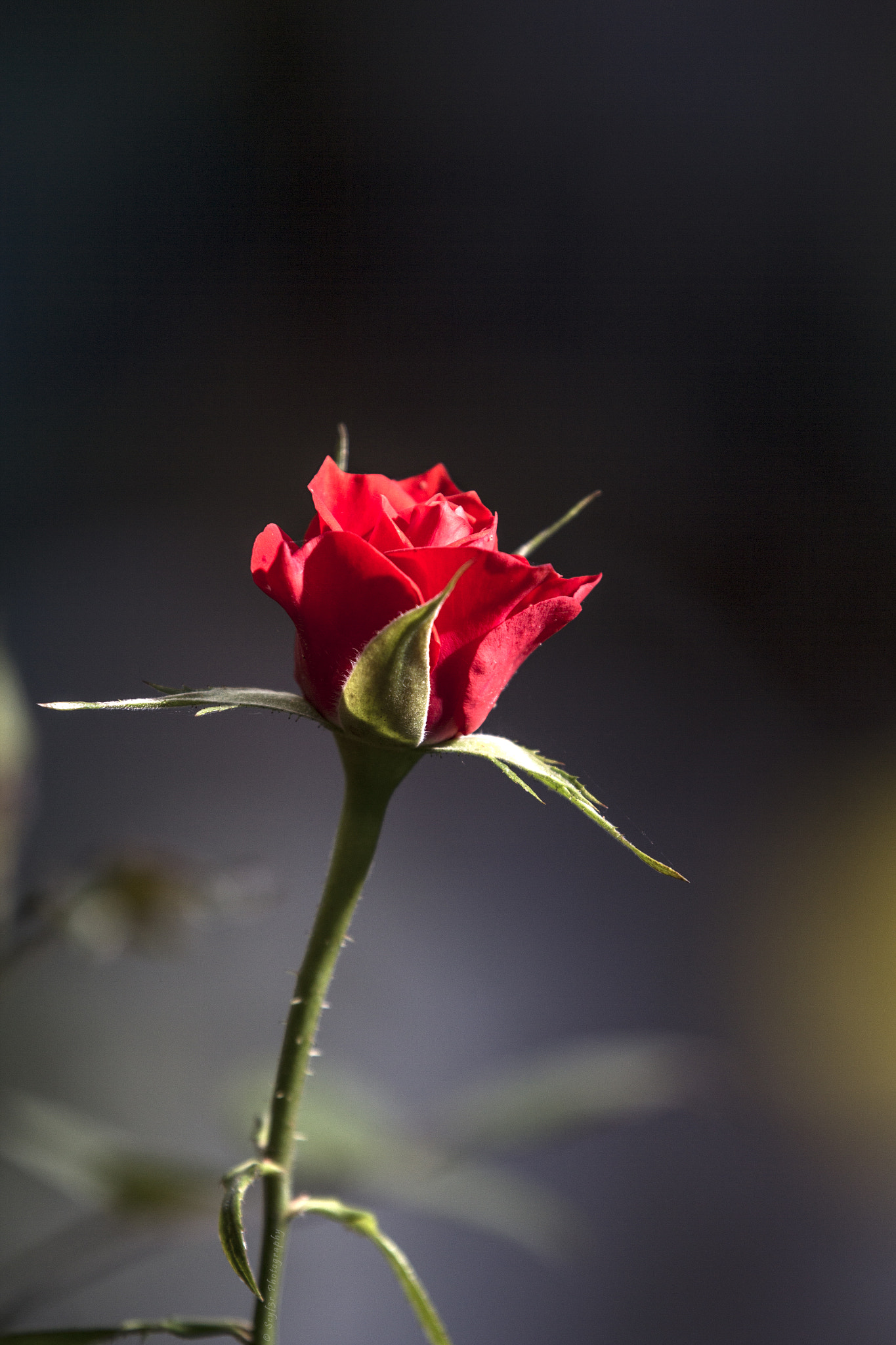 Canon EF 70-200mm F2.8L IS II USM sample photo. Flowers photography