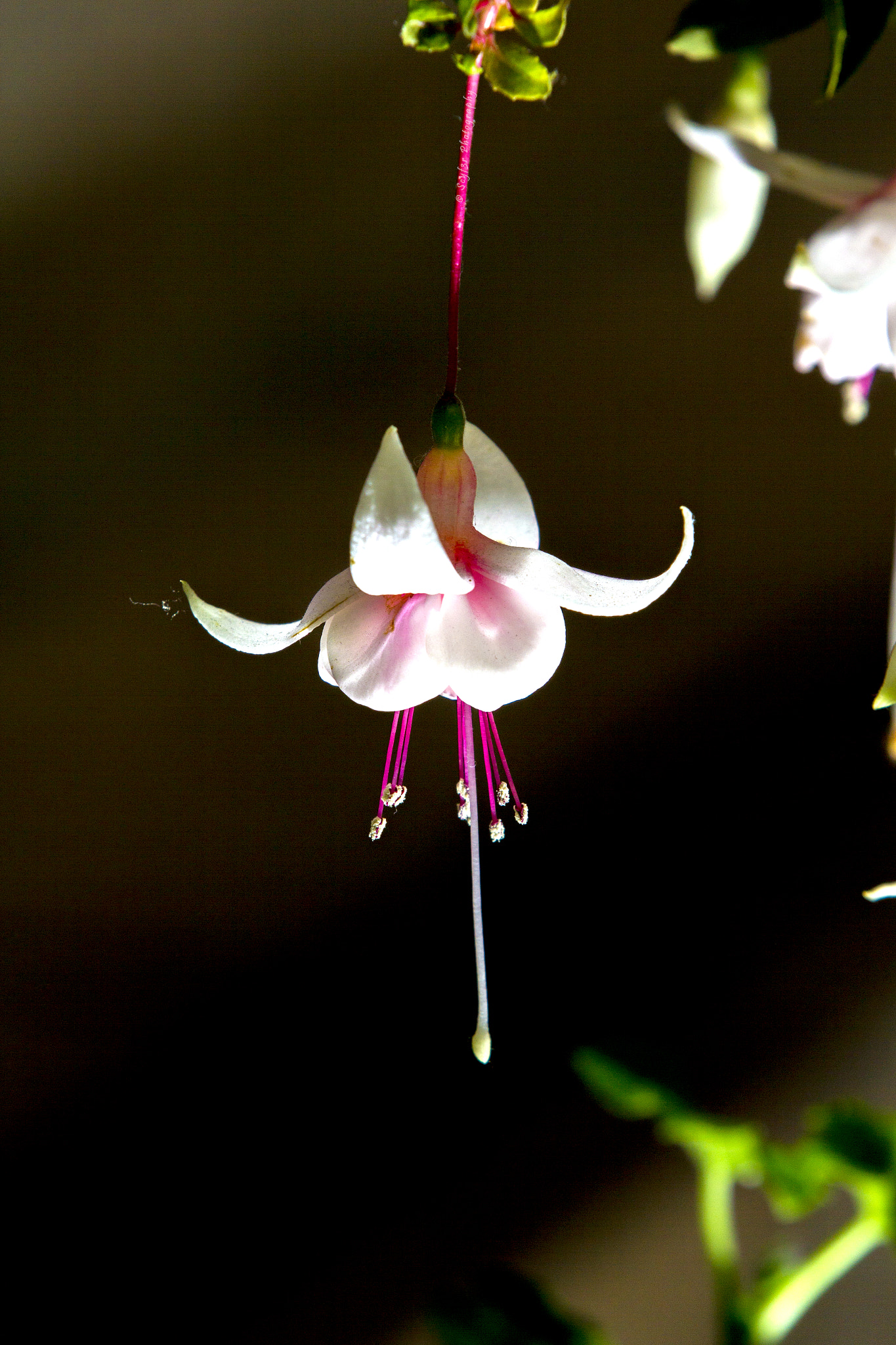Canon EF 70-200mm F2.8L IS II USM sample photo. Flowers photography