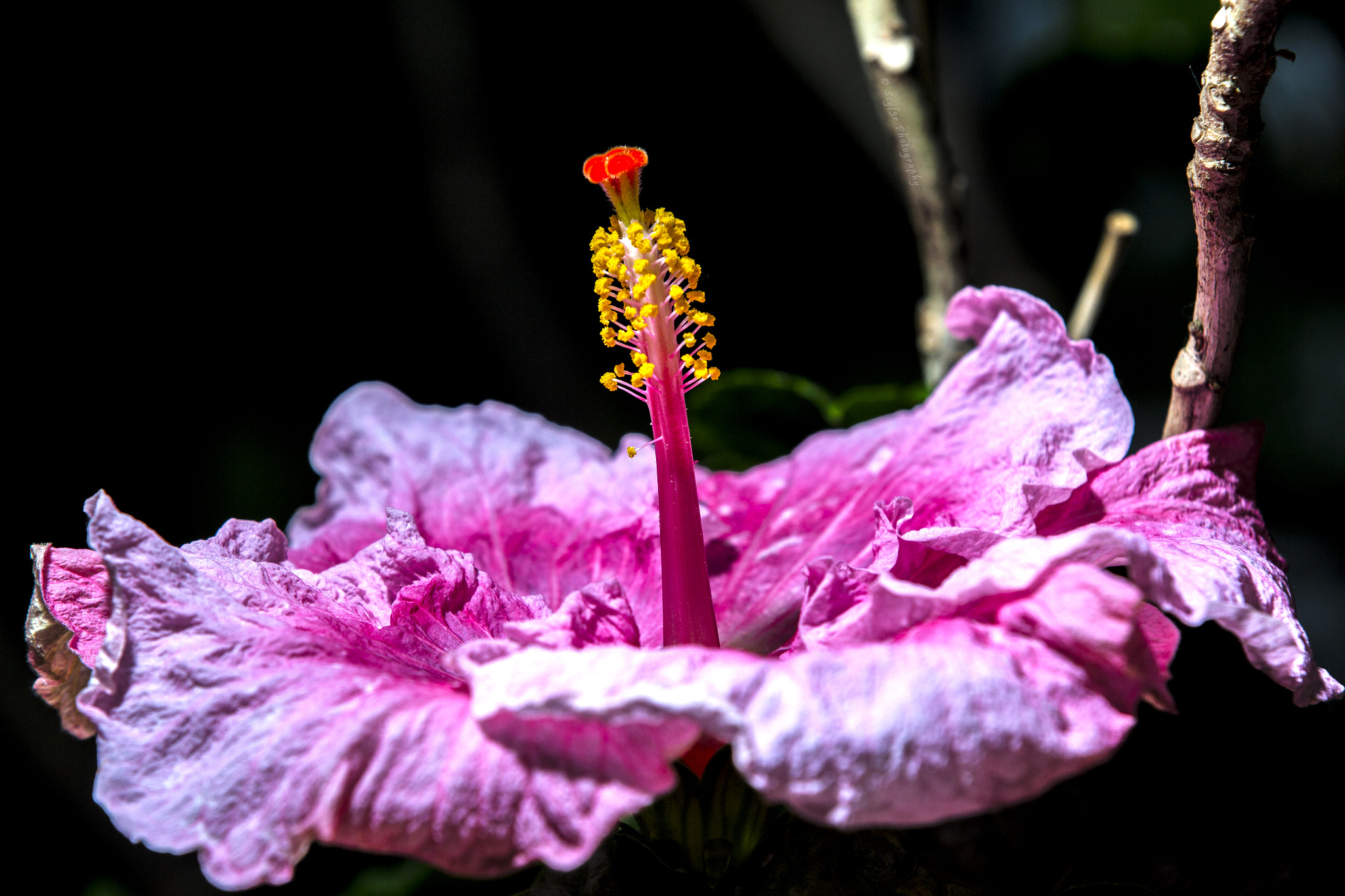 Canon EF 70-200mm F2.8L IS II USM sample photo. Flowers photography