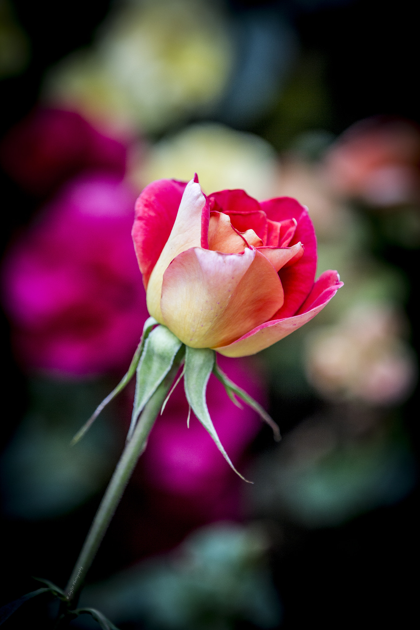 Canon EF 70-200mm F2.8L IS II USM sample photo. Flowers photography