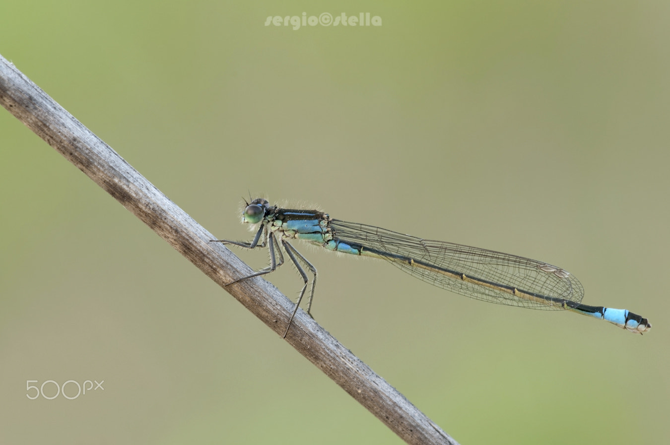 Sigma 150mm F2.8 EX DG Macro HSM sample photo. First elegans 2016__________ photography