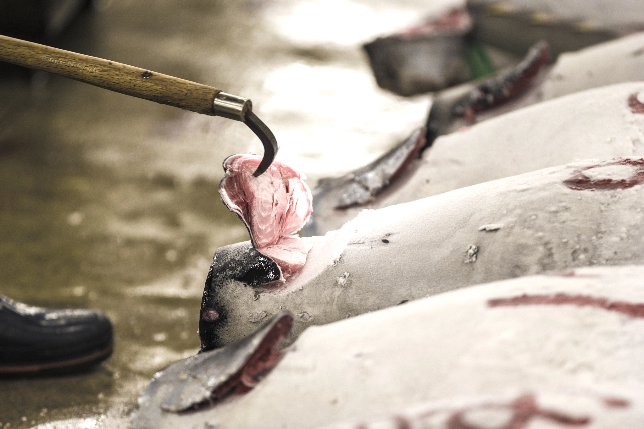 Canon EF 70-200mm F2.8L IS II USM sample photo. Tuna auction photography