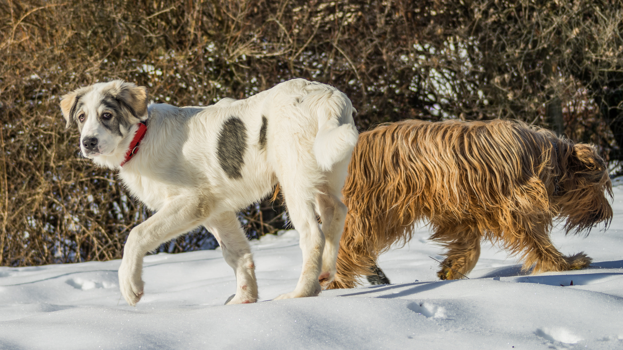 Sony 75-300mm F4.5-5.6 sample photo. Papou, 24 janvier 2016 (5 mois, 32 kg) photography