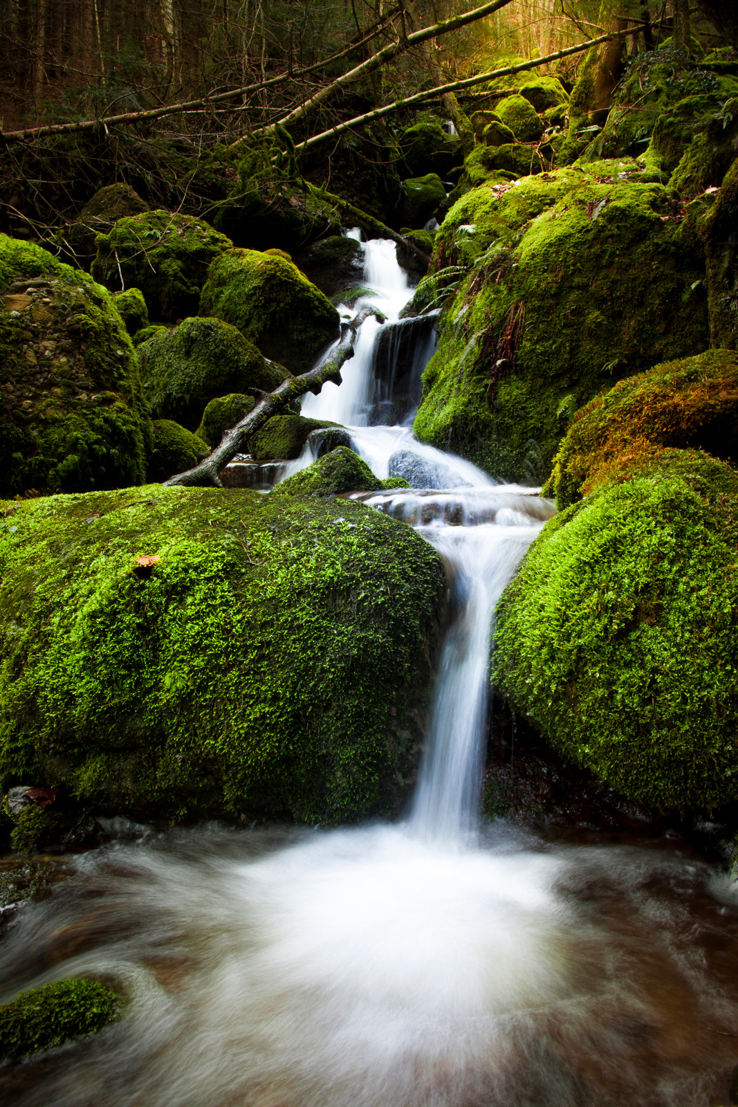 Sigma 17-70mm F2.8-4 DC Macro OS HSM sample photo. Spring in moss photography