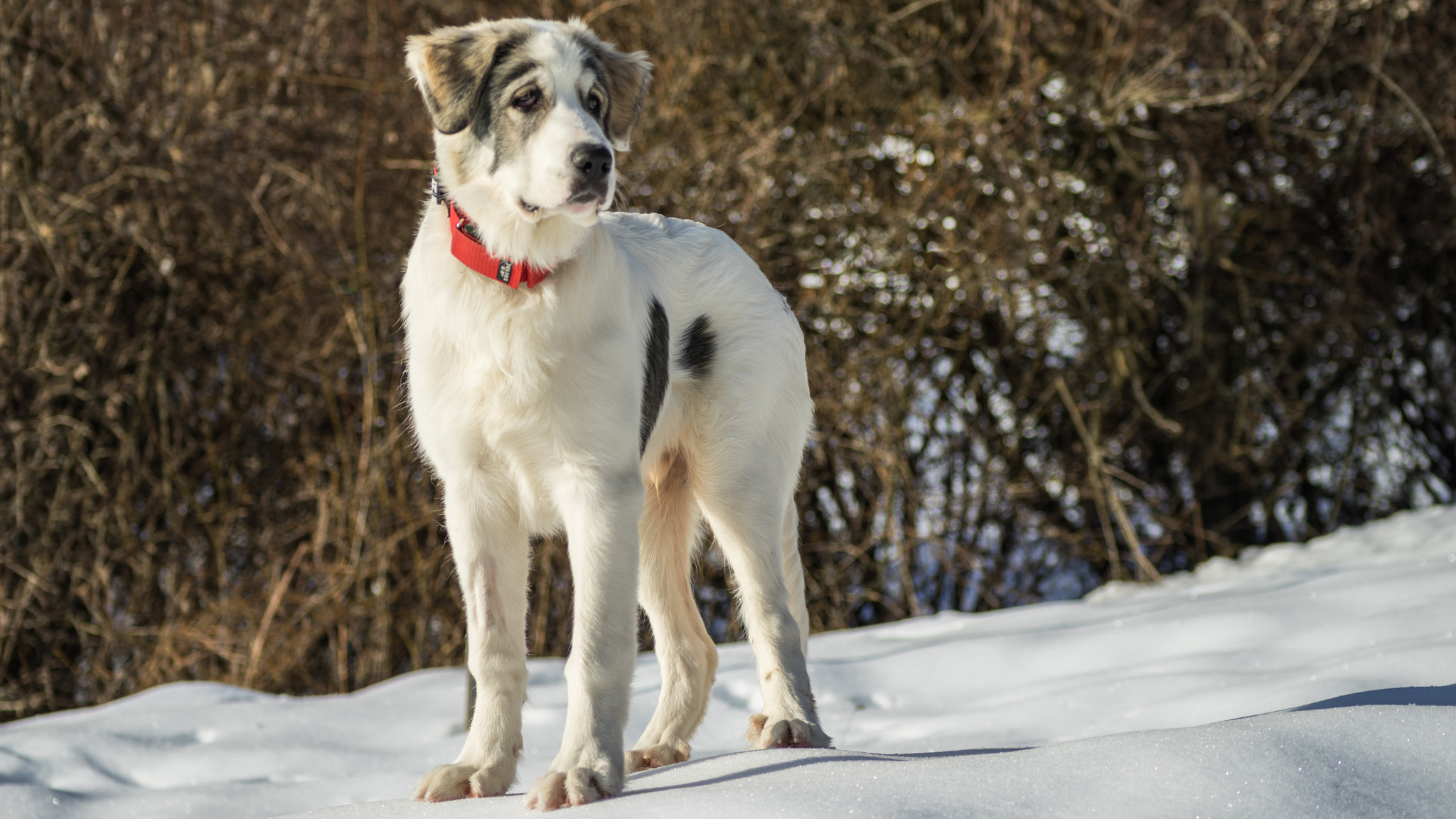 Sony 75-300mm F4.5-5.6 sample photo. Papou, 24 janvier 2016 (5 mois, 32 kg) photography