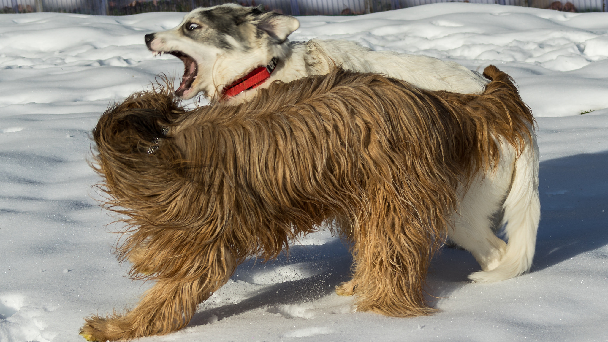 Sony 75-300mm F4.5-5.6 sample photo. Papou, 24 janvier 2016 (5 mois, 32 kg) photography