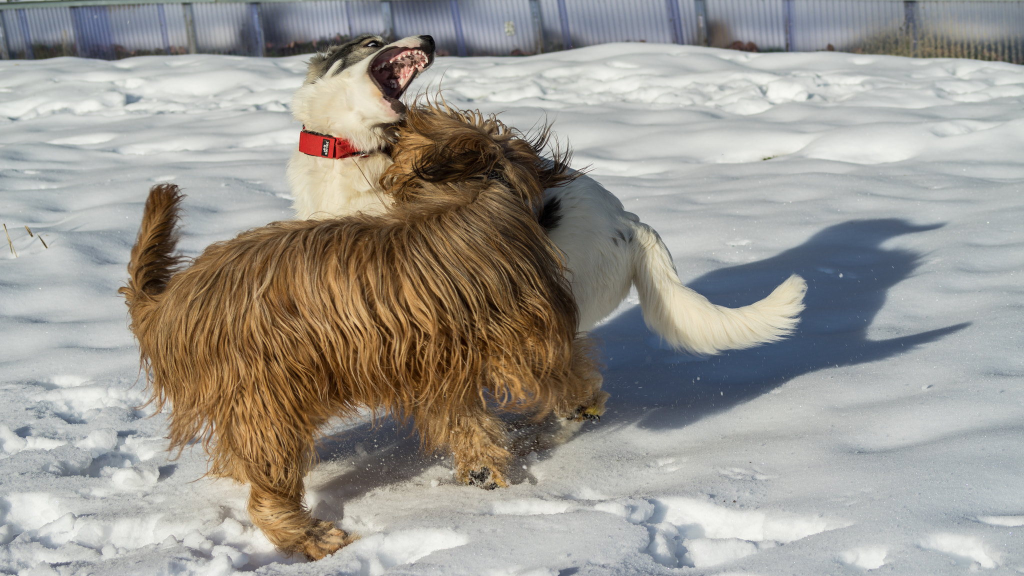 Sony 75-300mm F4.5-5.6 sample photo. Papou, 24 janvier 2016 (5 mois, 32 kg) photography