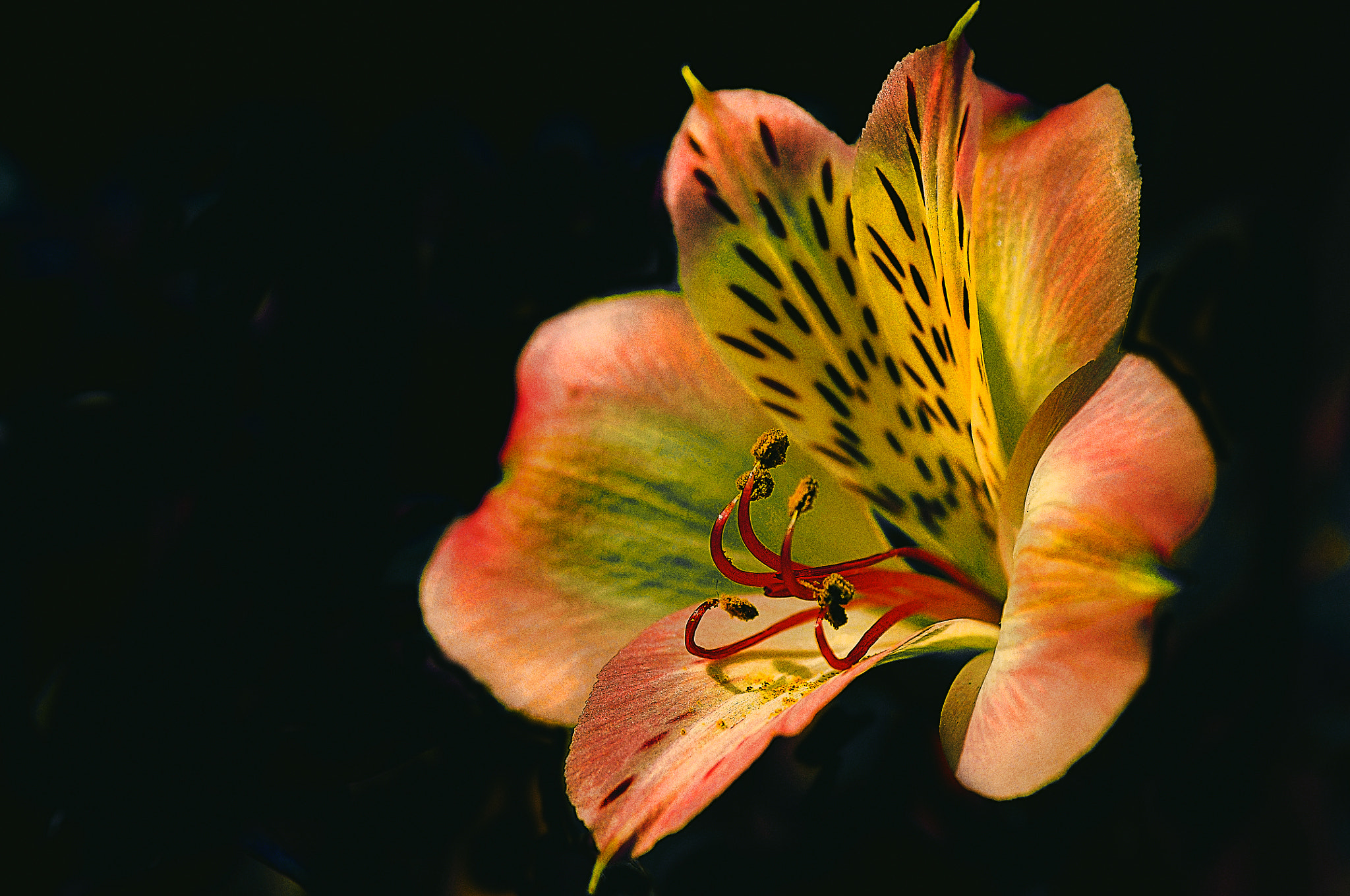 AF Micro-Nikkor 105mm f/2.8 sample photo. Цветочек photography
