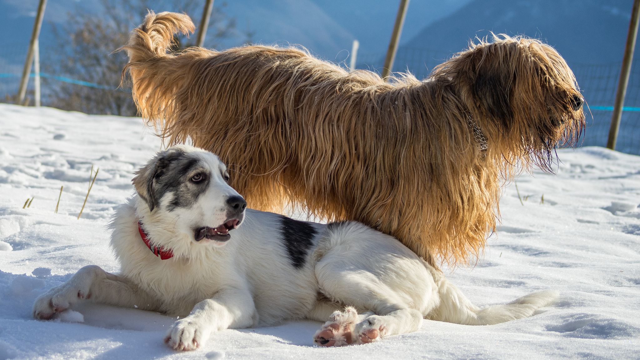 Sony 75-300mm F4.5-5.6 sample photo. Papou, 24 janvier 2016 (5 mois, 32 kg) photography