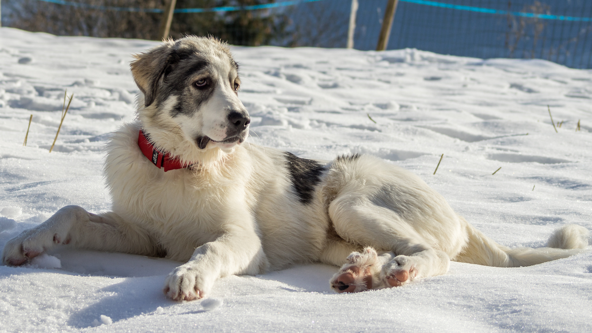 Sony 75-300mm F4.5-5.6 sample photo. Papou, 24 janvier 2016 (5 mois, 32 kg) photography