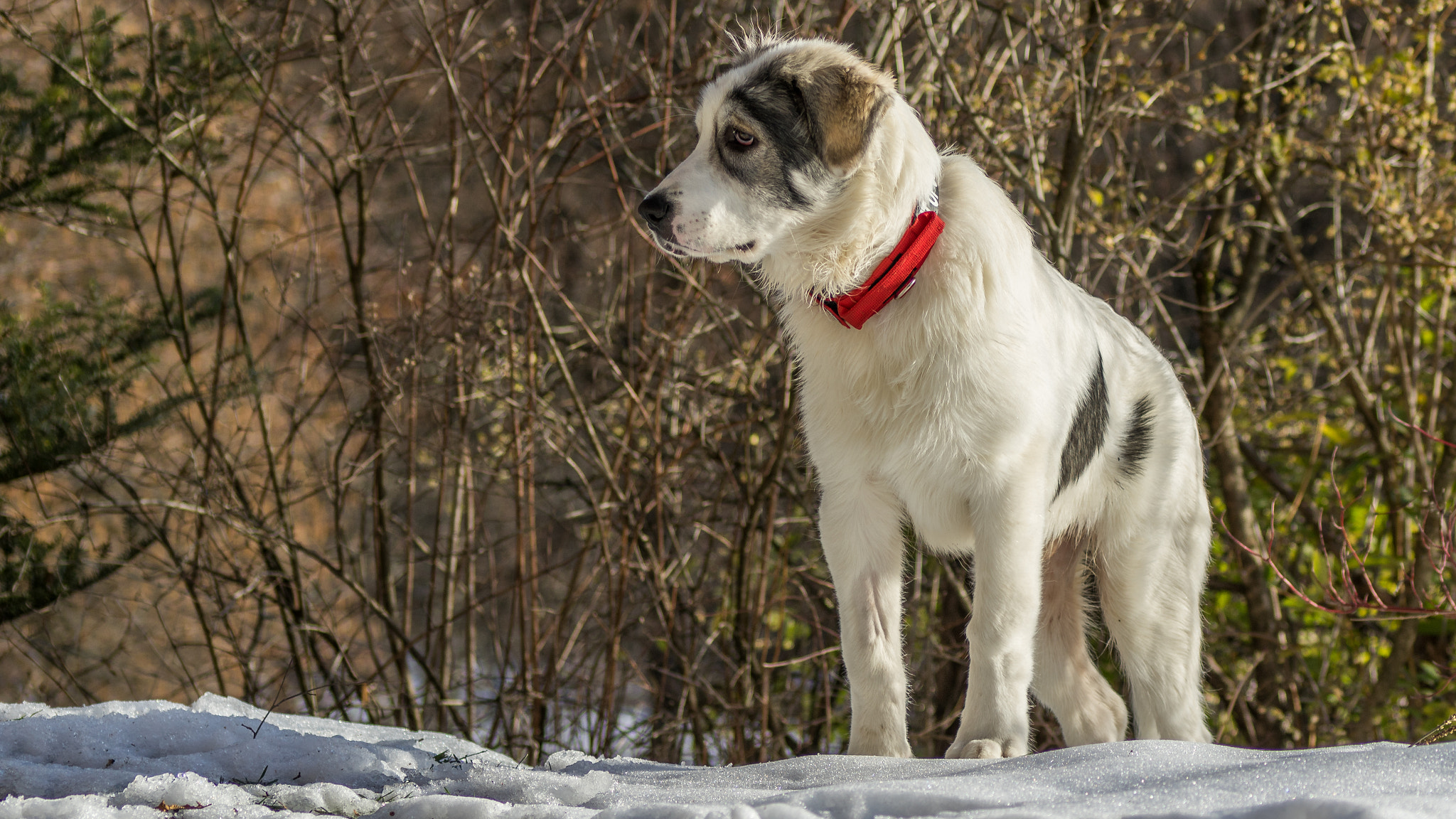 Sony 75-300mm F4.5-5.6 sample photo. Papou, 24 janvier 2016 (5 mois, 32 kg) photography