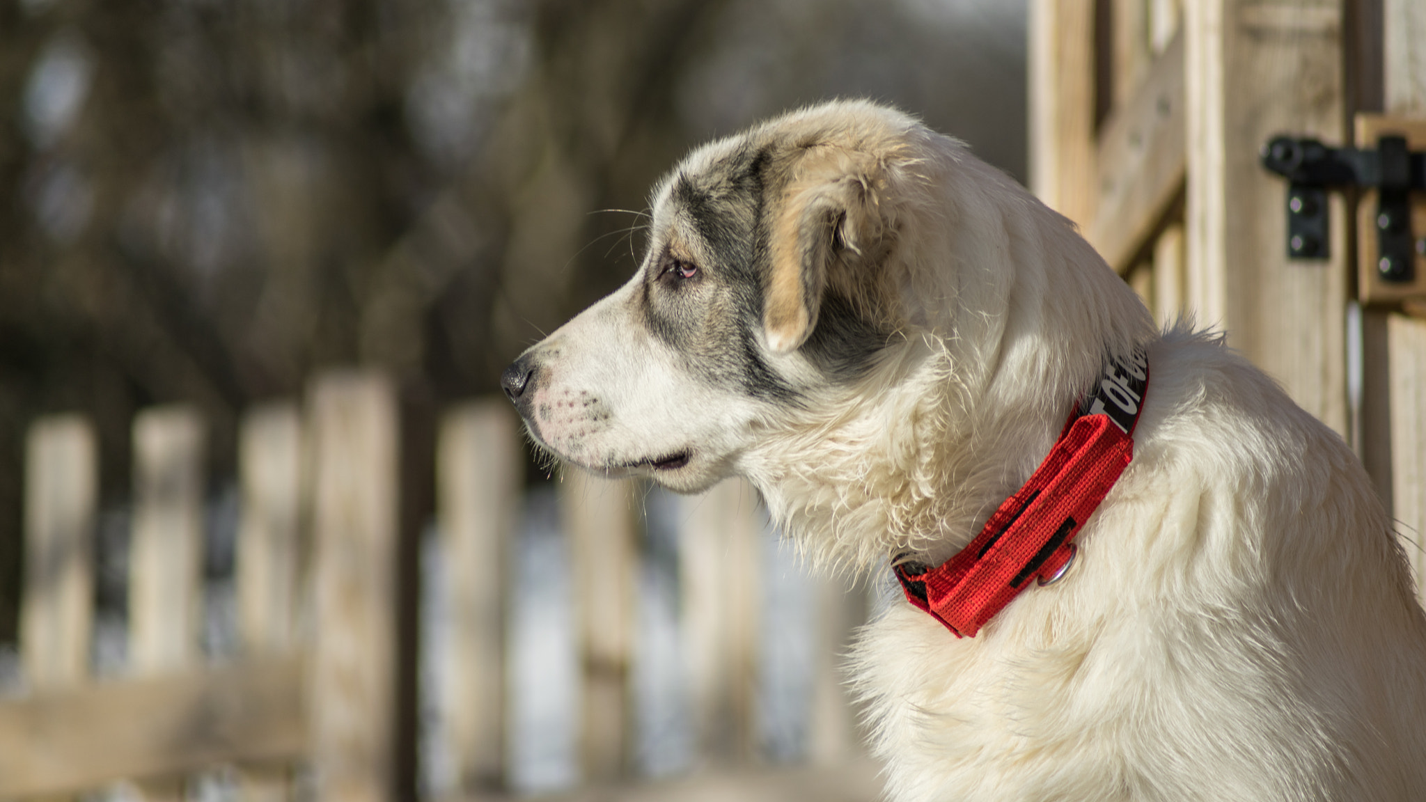 Sony 75-300mm F4.5-5.6 sample photo. Papou, 24 janvier 2016 (5 mois, 32 kg) photography