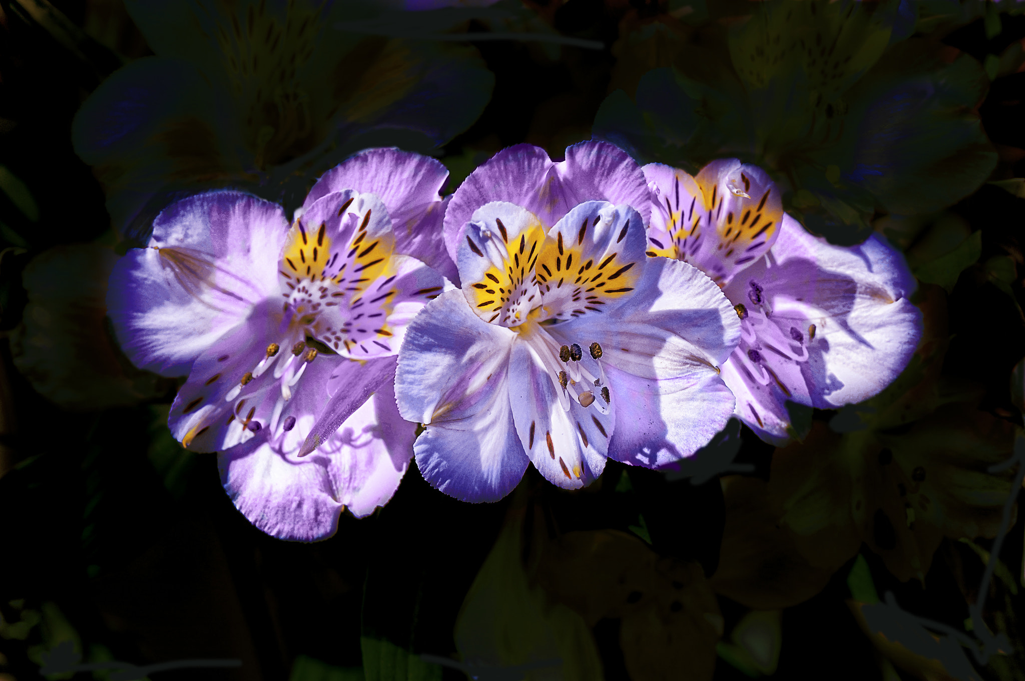 Nikon D300 + AF Micro-Nikkor 105mm f/2.8 sample photo. Цветы photography