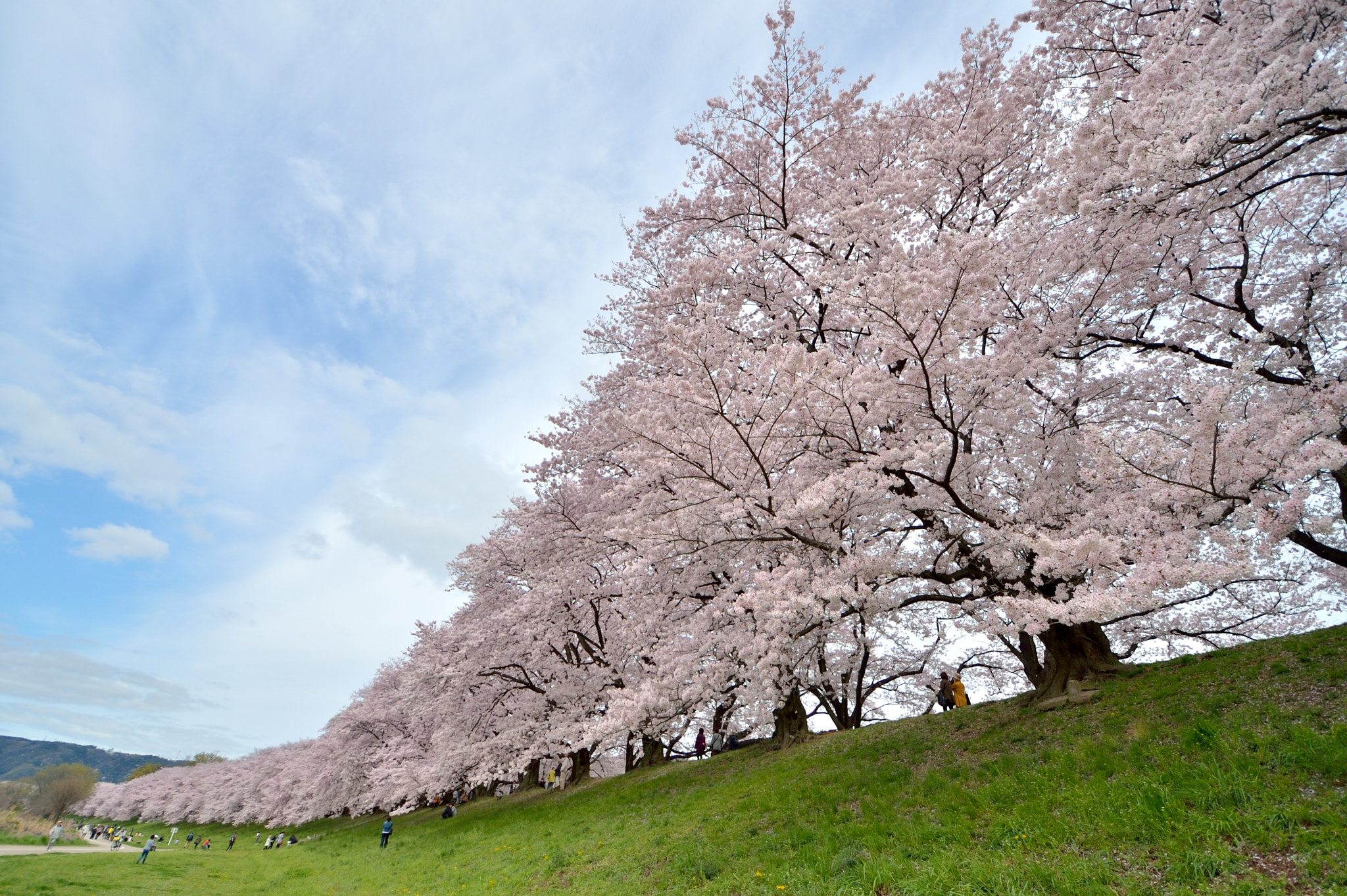 Nikon Df + Nikon AF-S DX Nikkor 10-24mm F3-5-4.5G ED sample photo. A bank lined with cherry trees photography