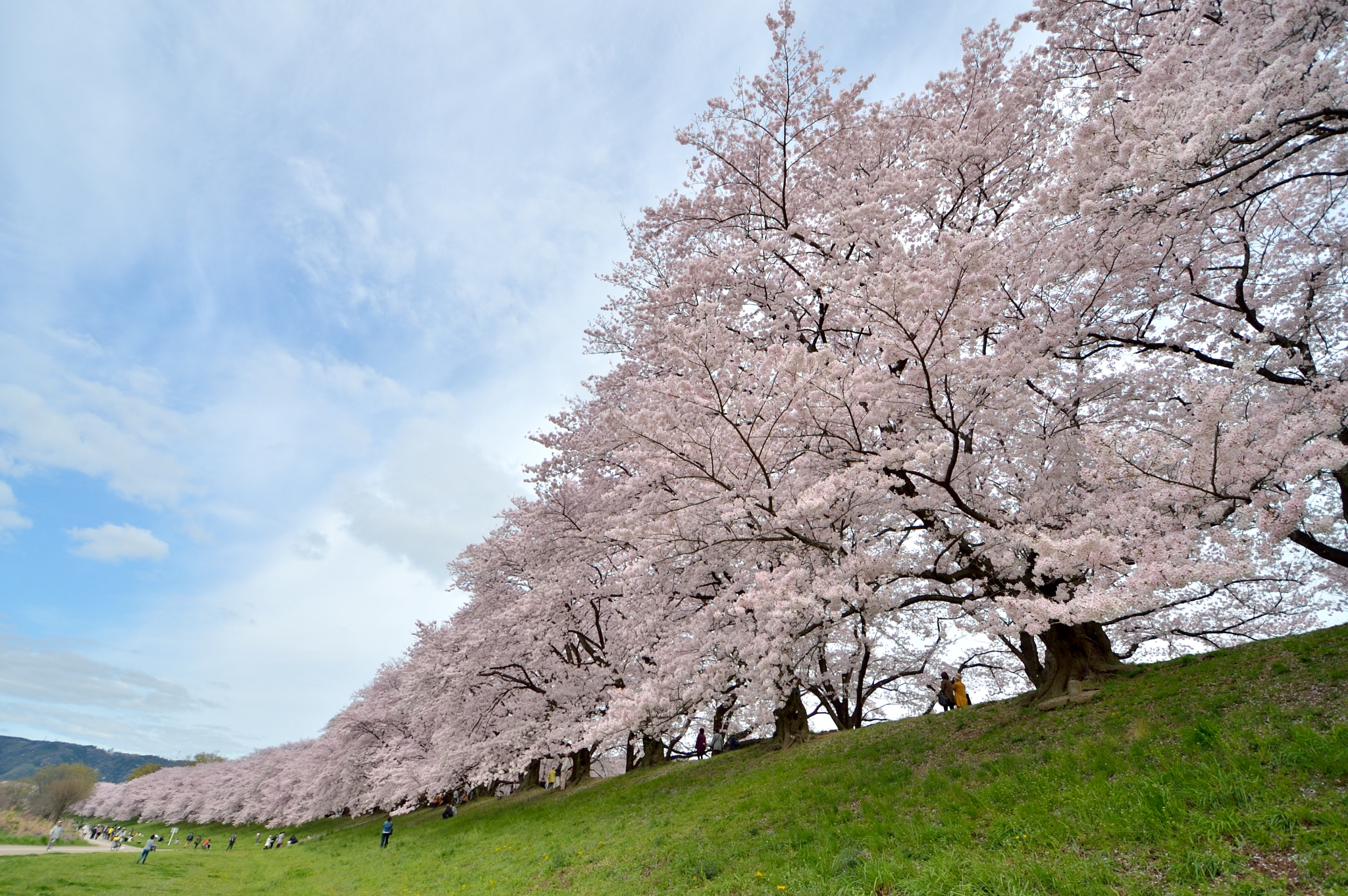 Nikon Df sample photo. A bank lined with cherry trees photography
