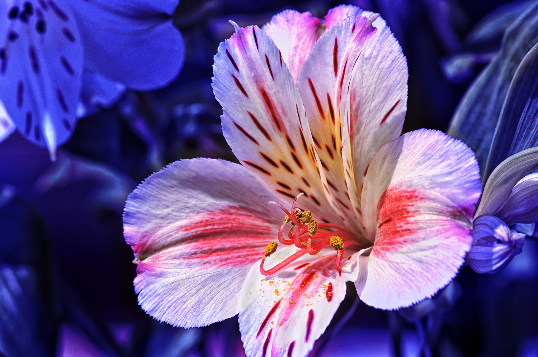 Nikon D300 + AF Micro-Nikkor 105mm f/2.8 sample photo. Цветок photography
