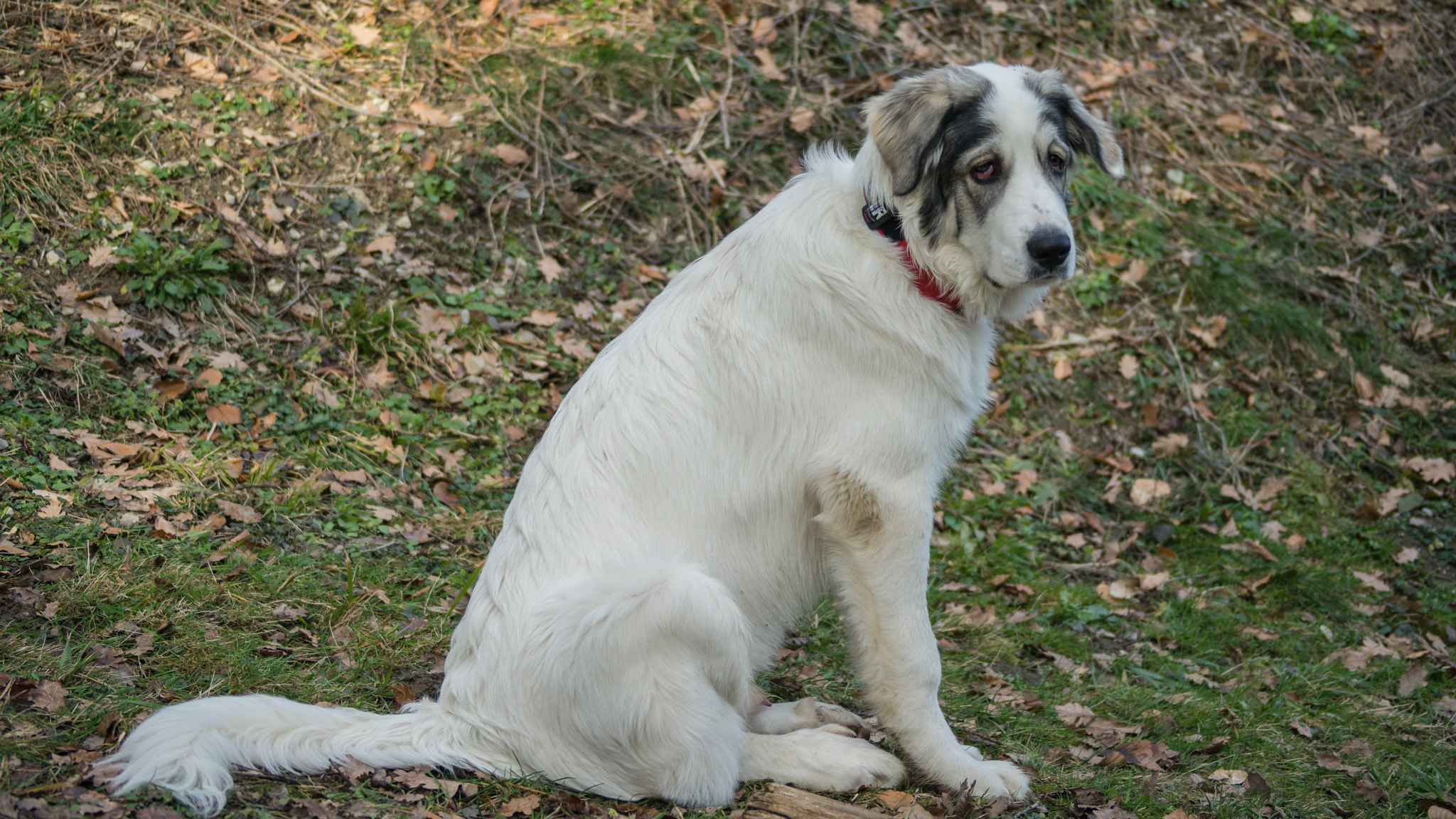Sony 75-300mm F4.5-5.6 sample photo. Papou, 16 février 2016 (6 mois, 37 kg) photography