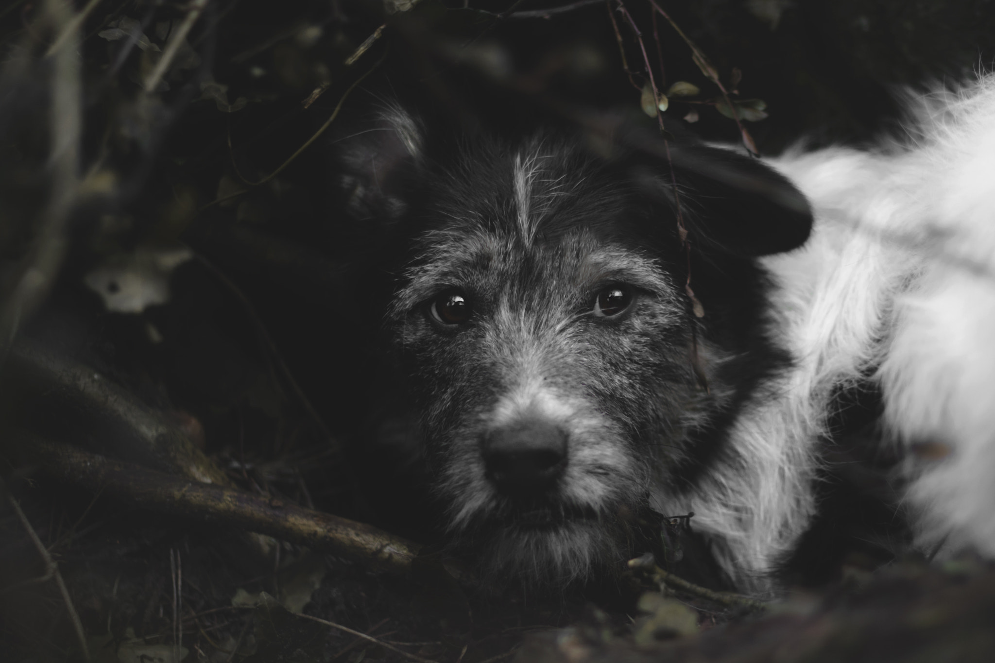 Canon EOS 750D (EOS Rebel T6i / EOS Kiss X8i) + Canon EF 50mm F1.8 II sample photo. Dog photography