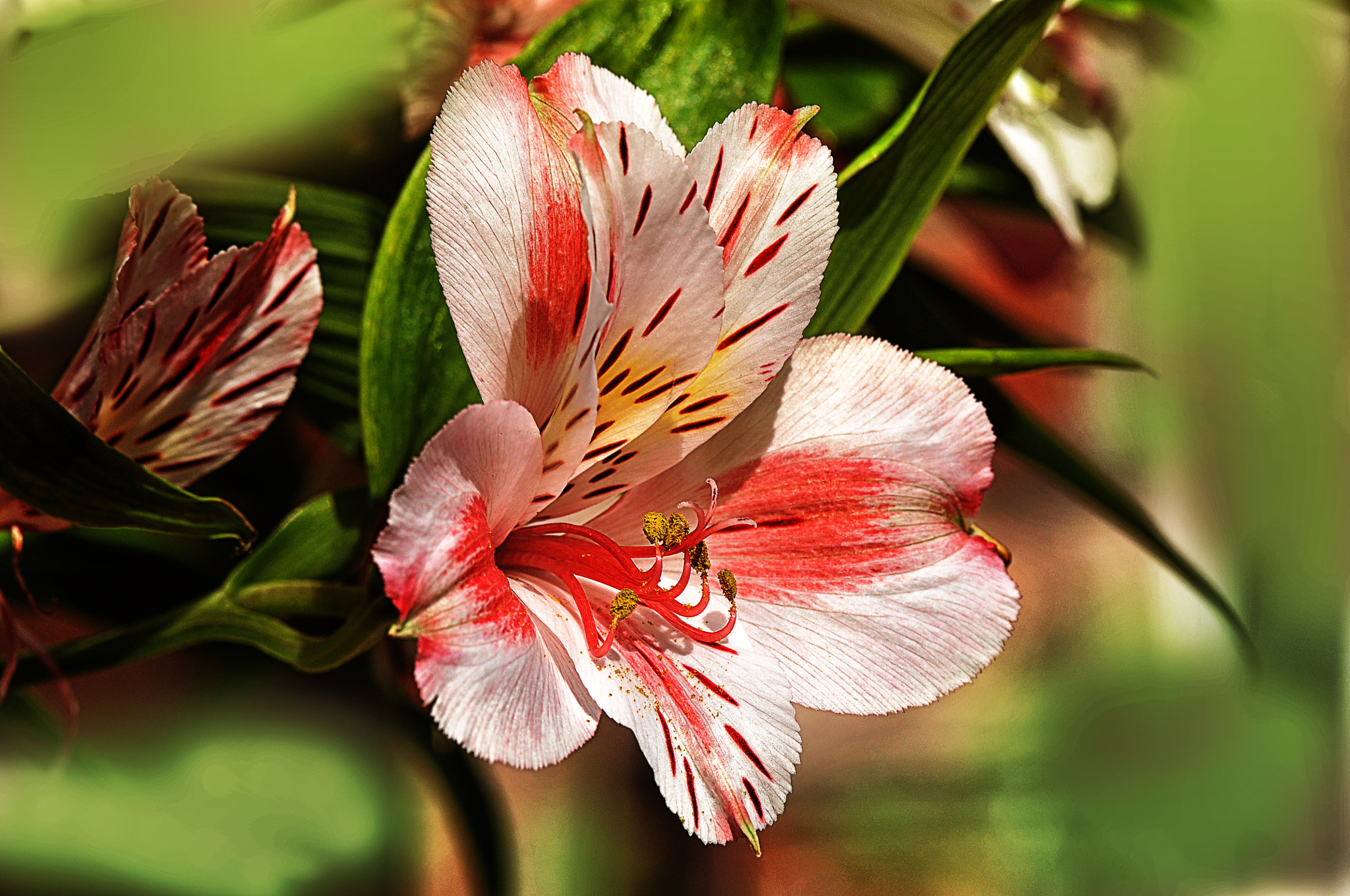 Nikon D300 + AF Micro-Nikkor 105mm f/2.8 sample photo. Цветок photography