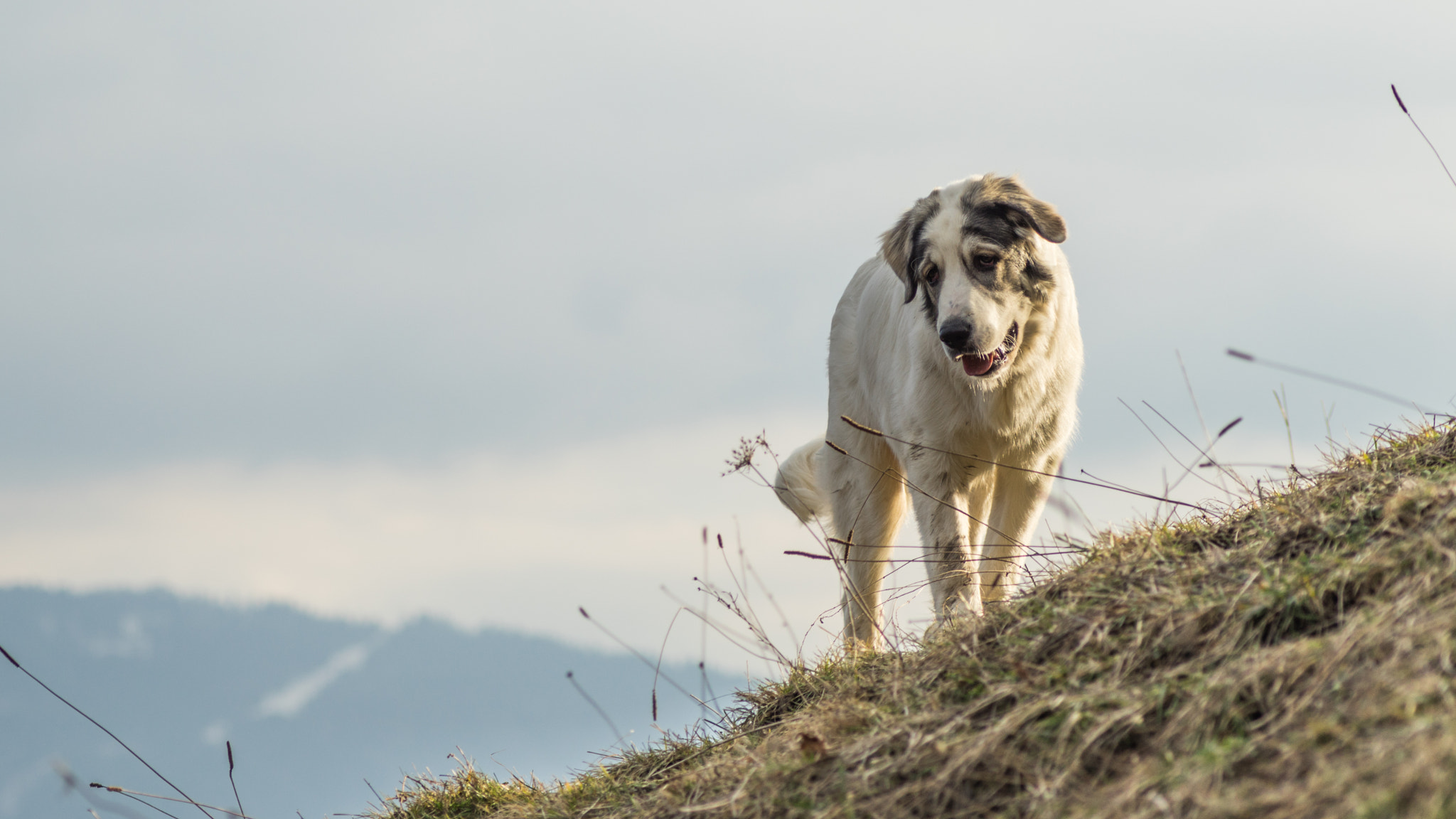 Sony 75-300mm F4.5-5.6 sample photo. Papou, 16 février 2016 (6 mois, 37 kg) photography