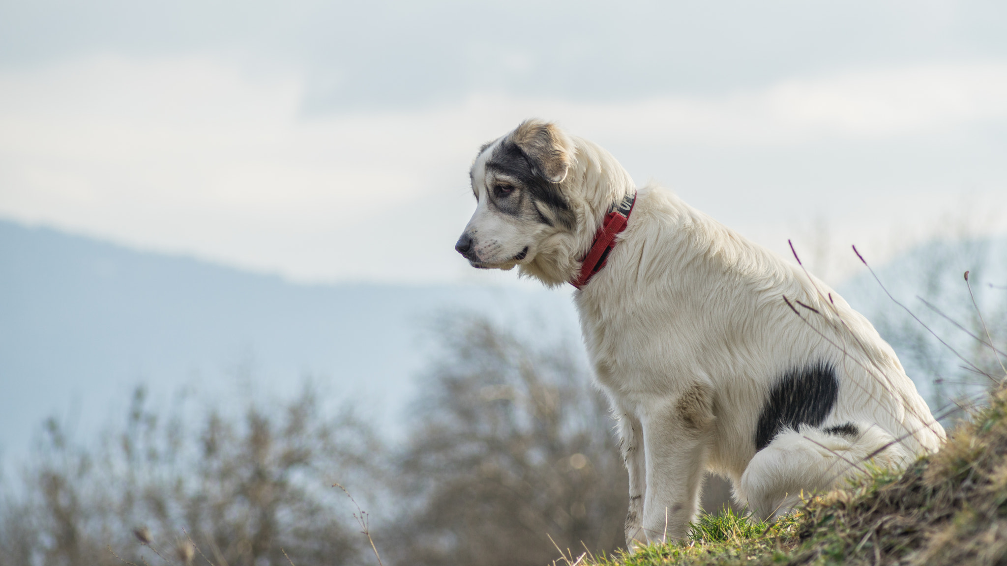 Sony 75-300mm F4.5-5.6 sample photo. Papou, 16 février 2016 (6 mois, 37 kg) photography