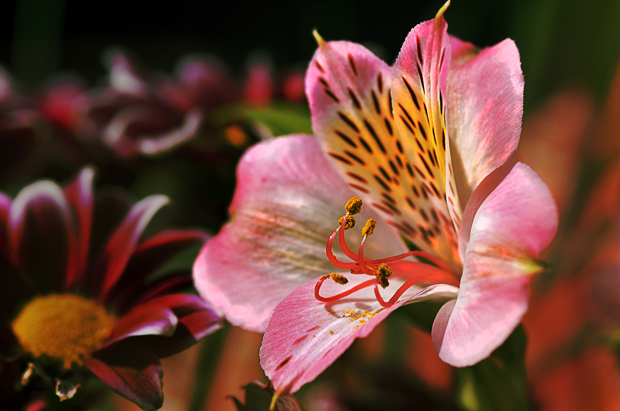 Nikon D300 + AF Micro-Nikkor 105mm f/2.8 sample photo. Цветок photography