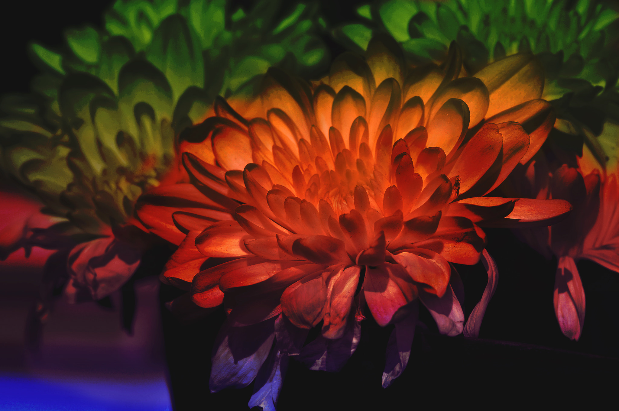 AF Micro-Nikkor 105mm f/2.8 sample photo. Хризантемы photography