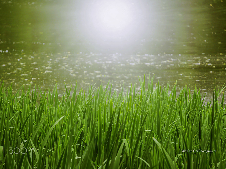 LUMIX G VARIO 45-150/F4.0-5.6 sample photo. Grass by the lake photography