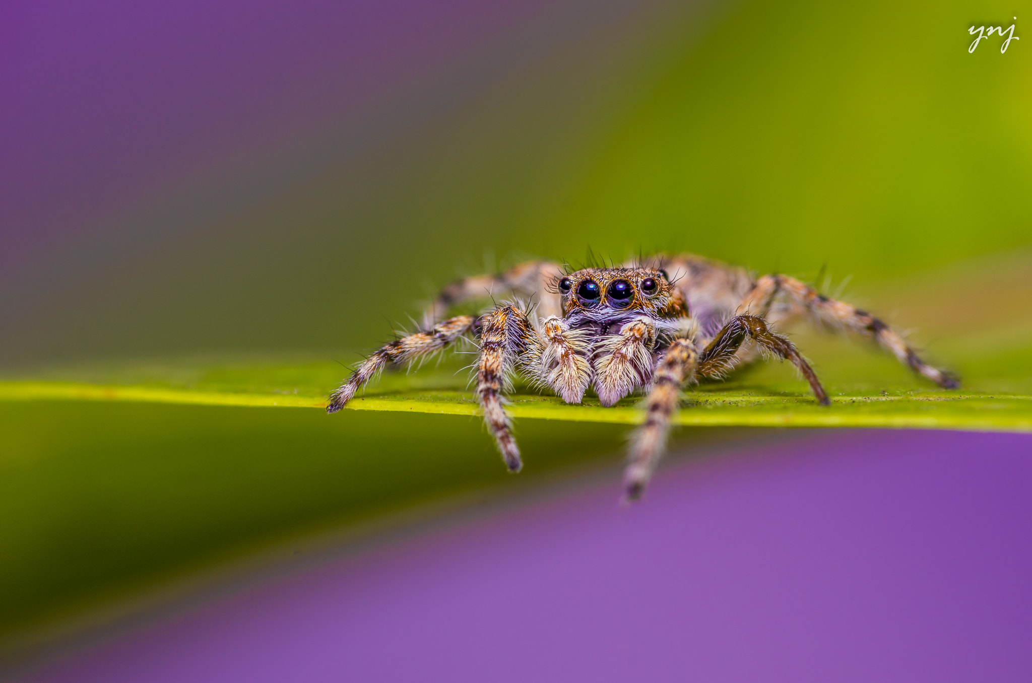Sigma 70-300mm F4-5.6 APO DG Macro sample photo. Jumping spider photography