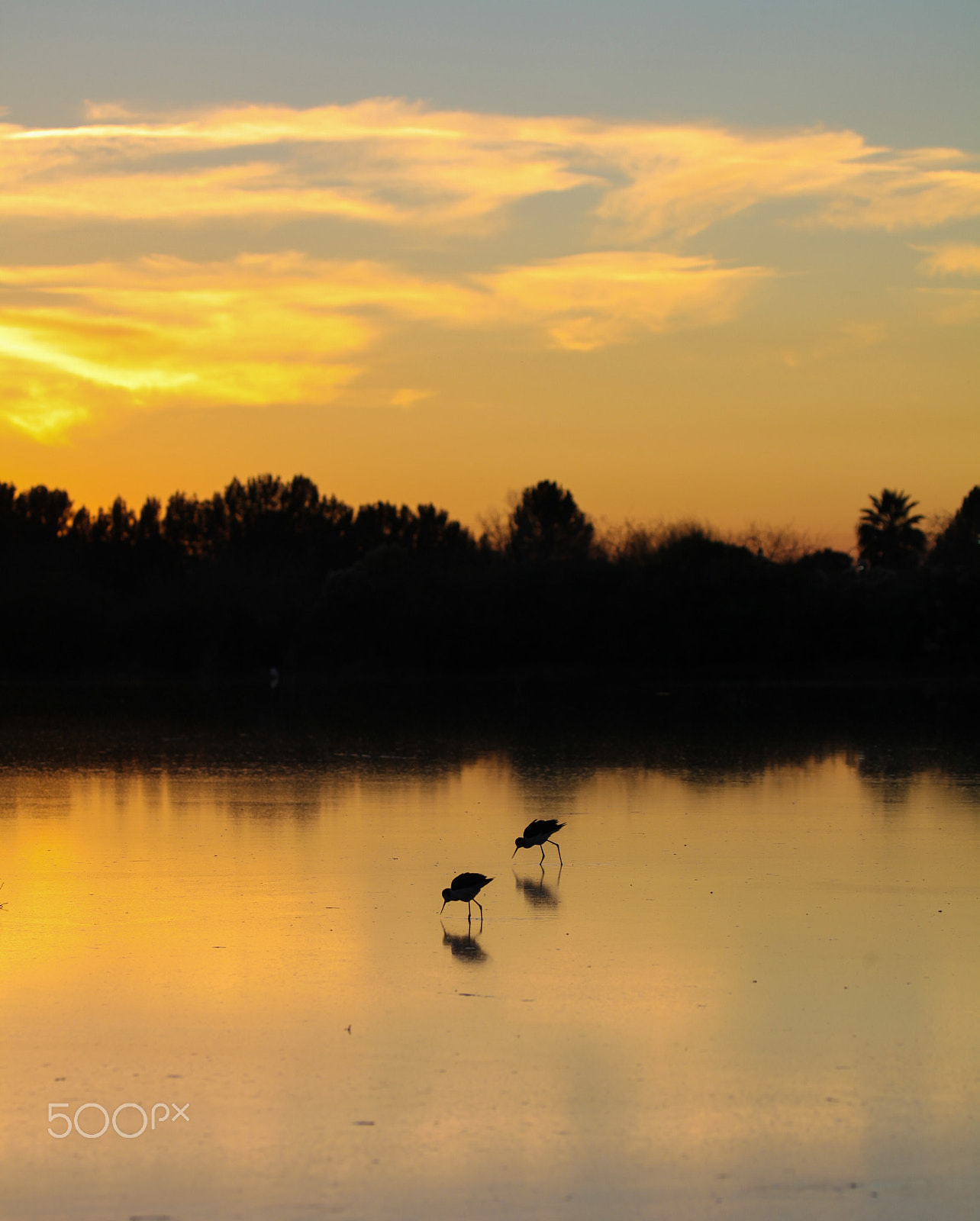 Canon EF 100-400mm F4.5-5.6L IS II USM sample photo. Avian reflections photography