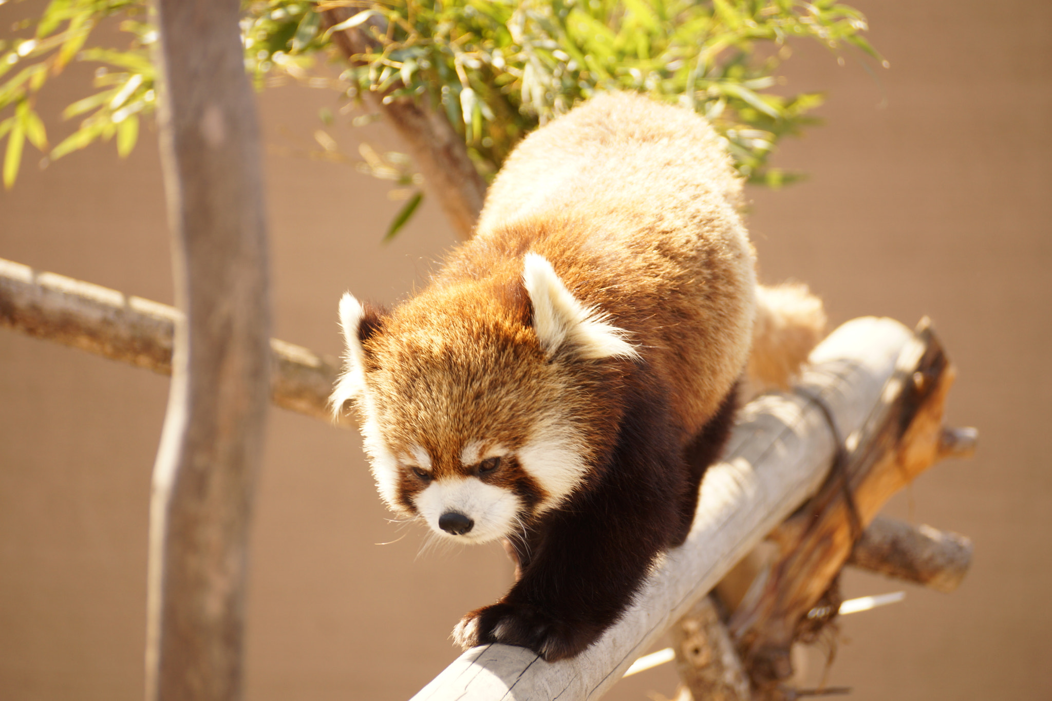 Sony DT 55-300mm F4.5-5.6 SAM sample photo