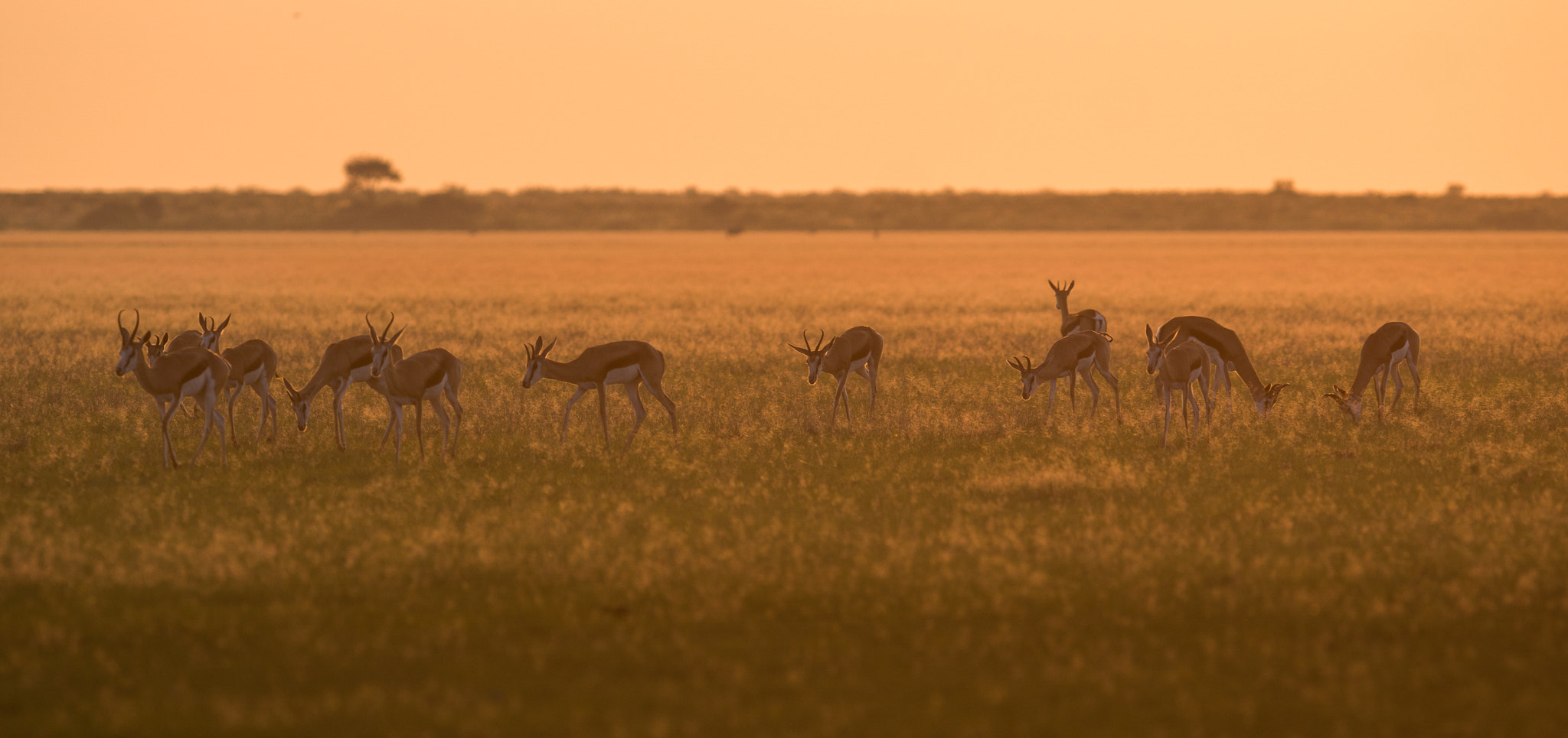 300mm F2.8 G sample photo. Kalahari sunrise photography