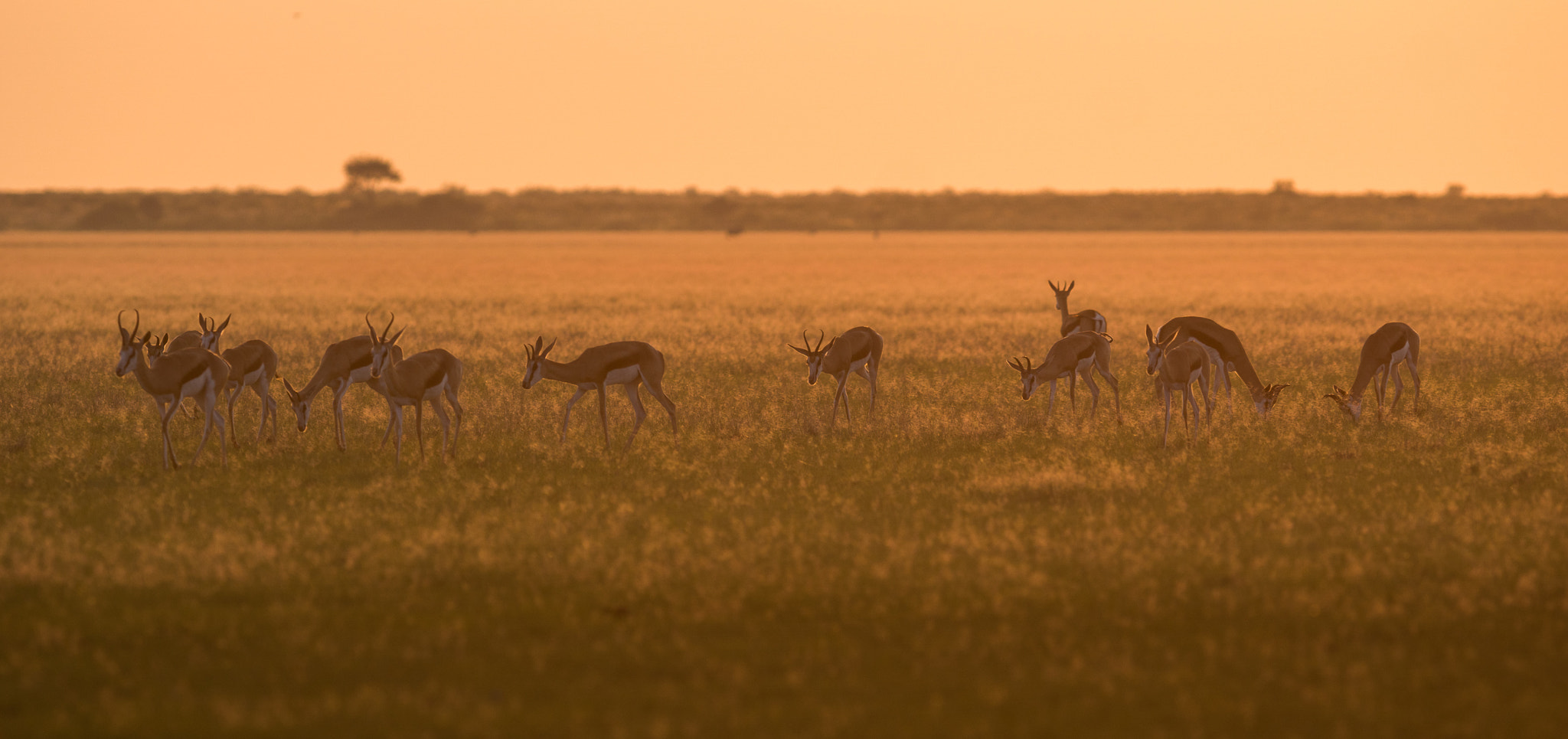 Sony ILCA-77M2 + 300mm F2.8 G sample photo. Kalahari sunrise photography