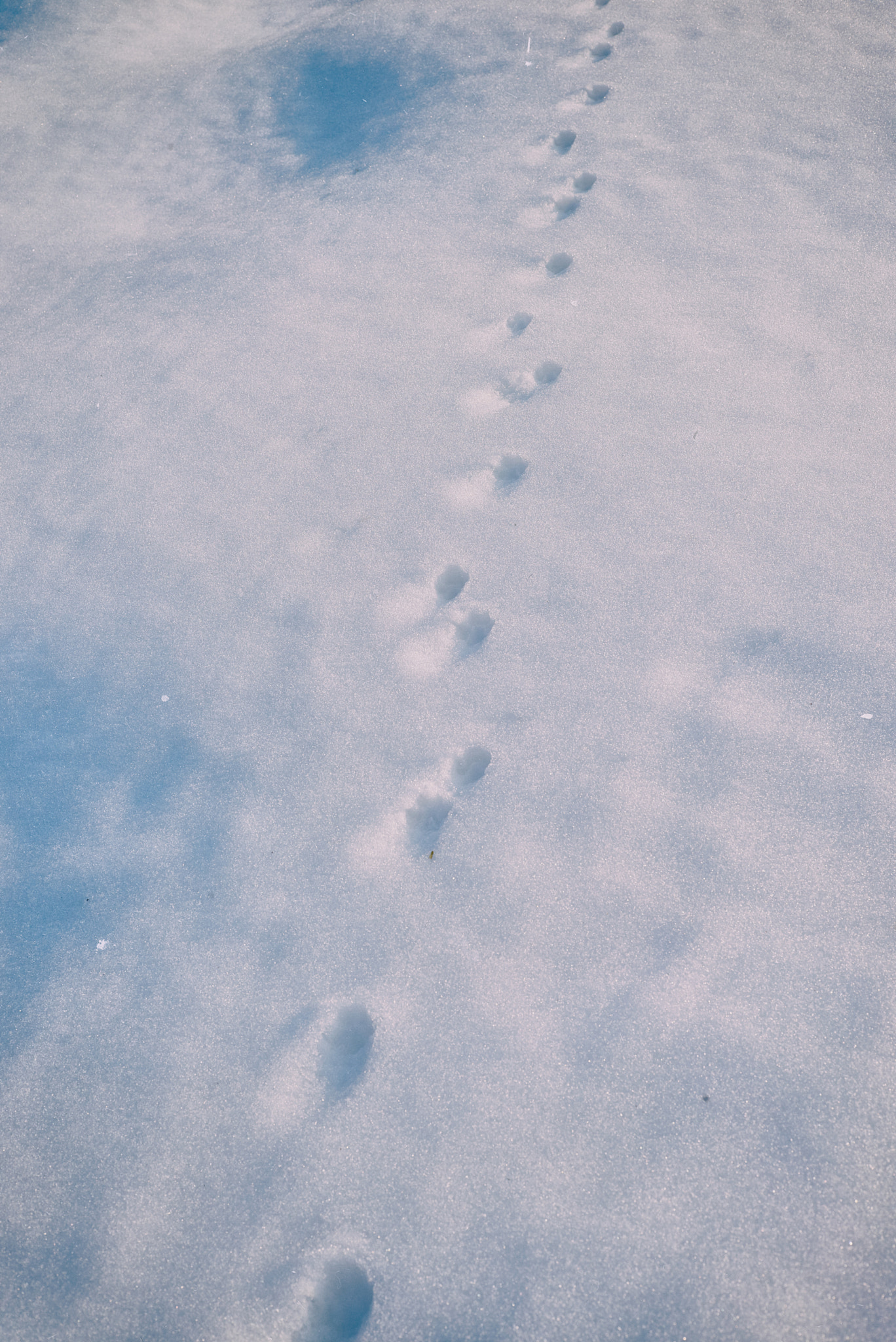 Leica M (Typ 240) sample photo. Steps photography