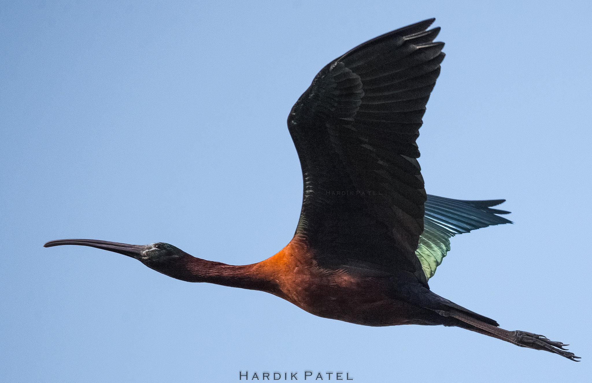 Nikon D4S sample photo. Glossy ibis photography