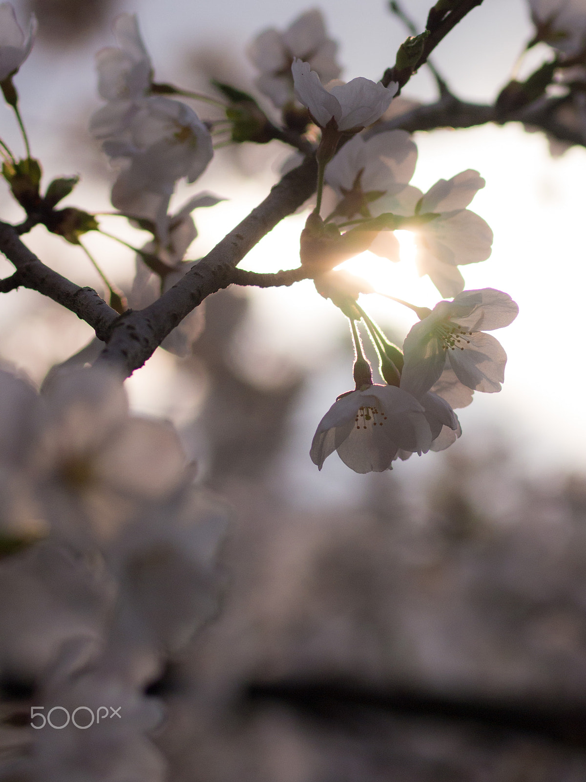 Olympus PEN E-PM1 + OLYMPUS 50mm Lens sample photo. Cherry blossom 3 photography