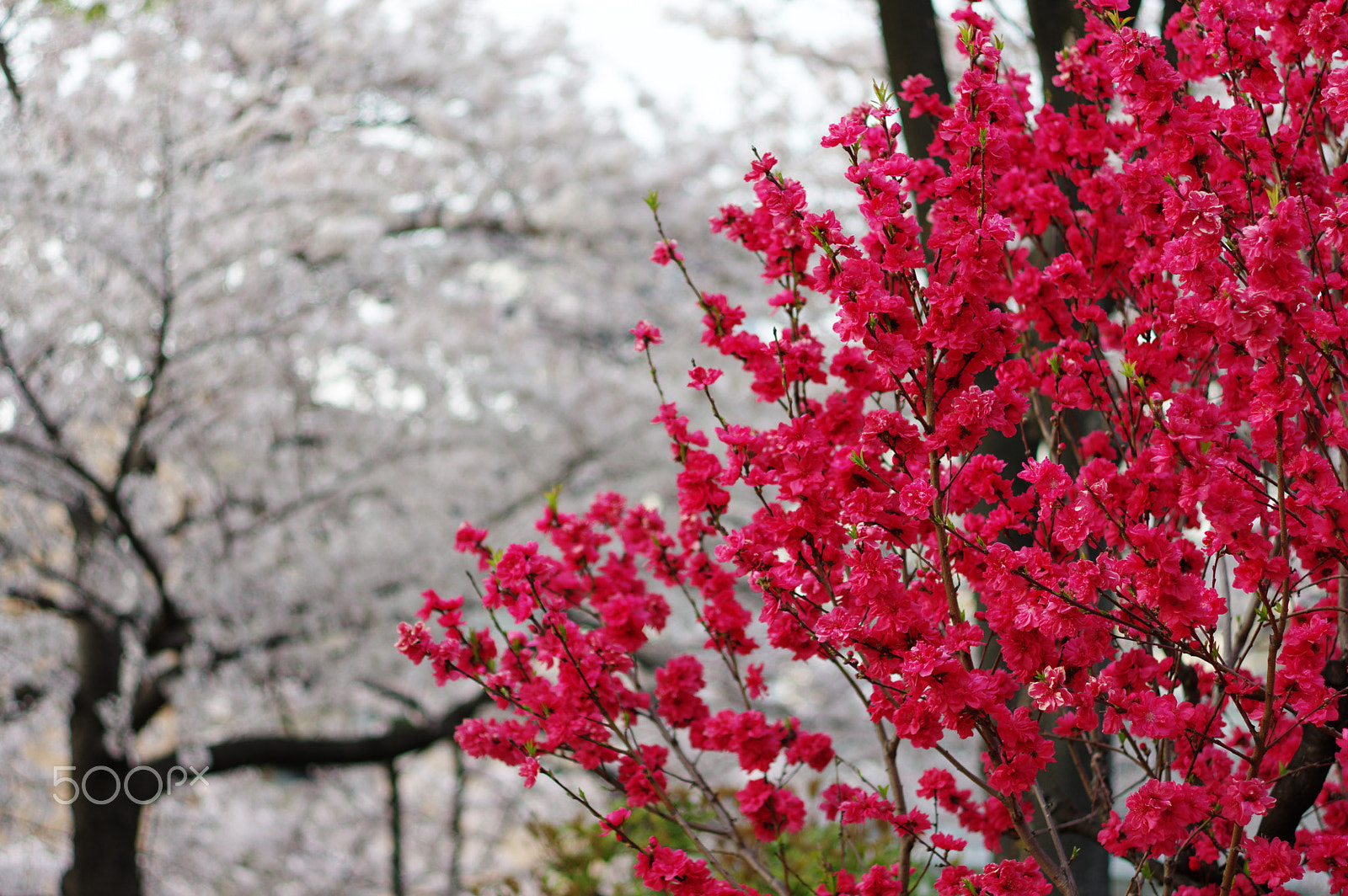 Pentax K-3 + HD Pentax DA 70mm F2.4 AL Limited sample photo. Red on white photography