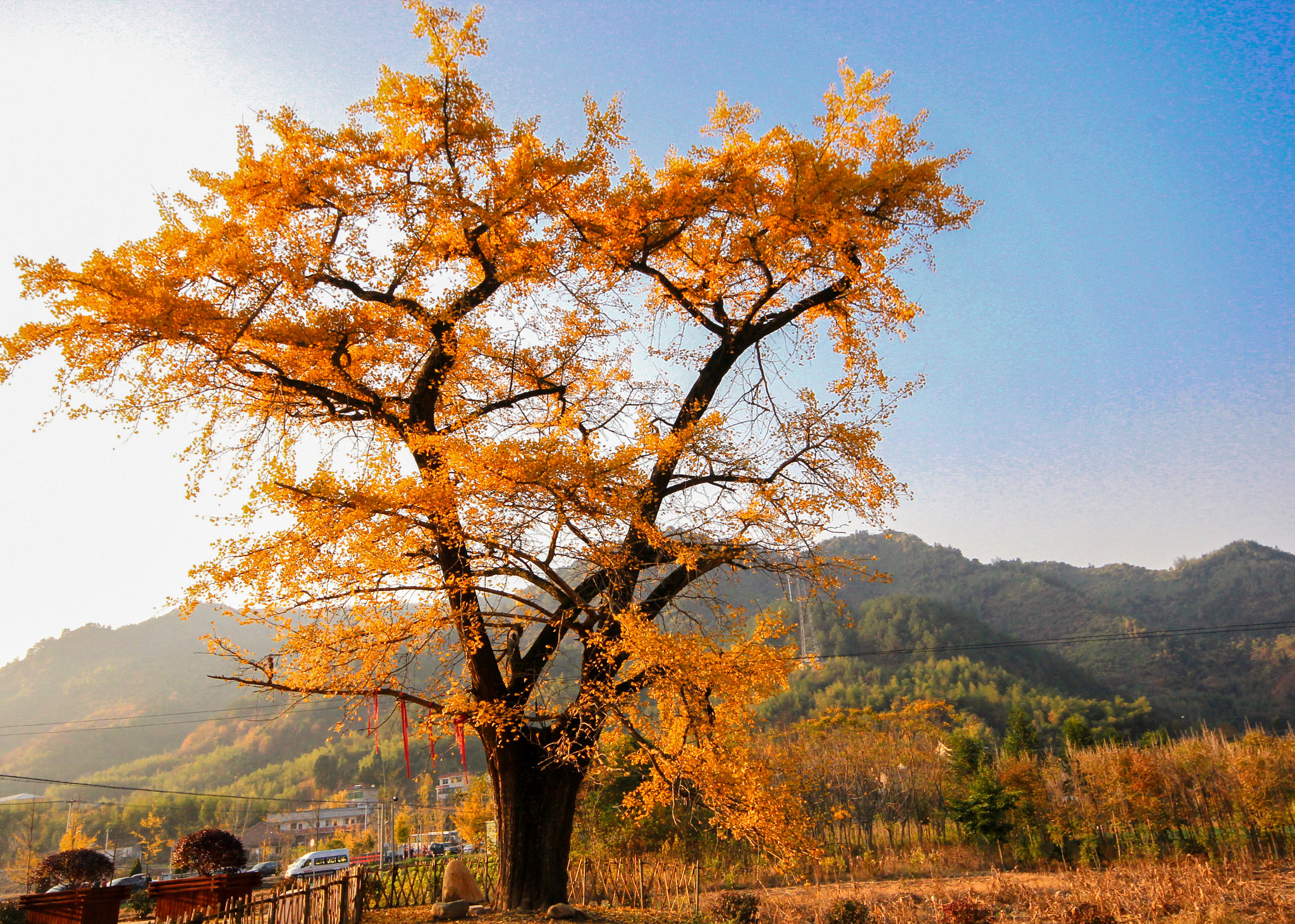 Canon EOS 60D + Canon EF 28mm F2.8 sample photo. 千年杏情 photography