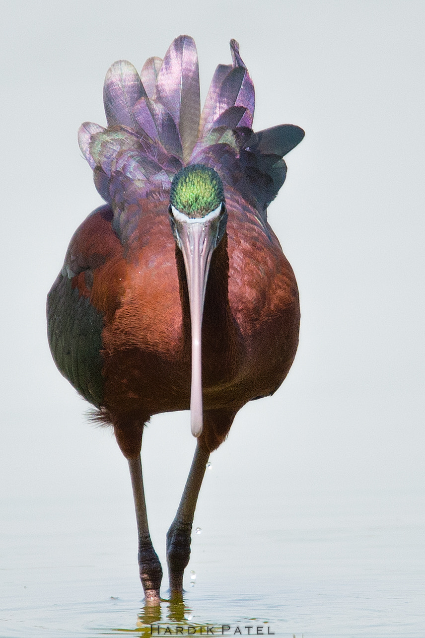 Nikon D4S sample photo. Glossy ibis photography