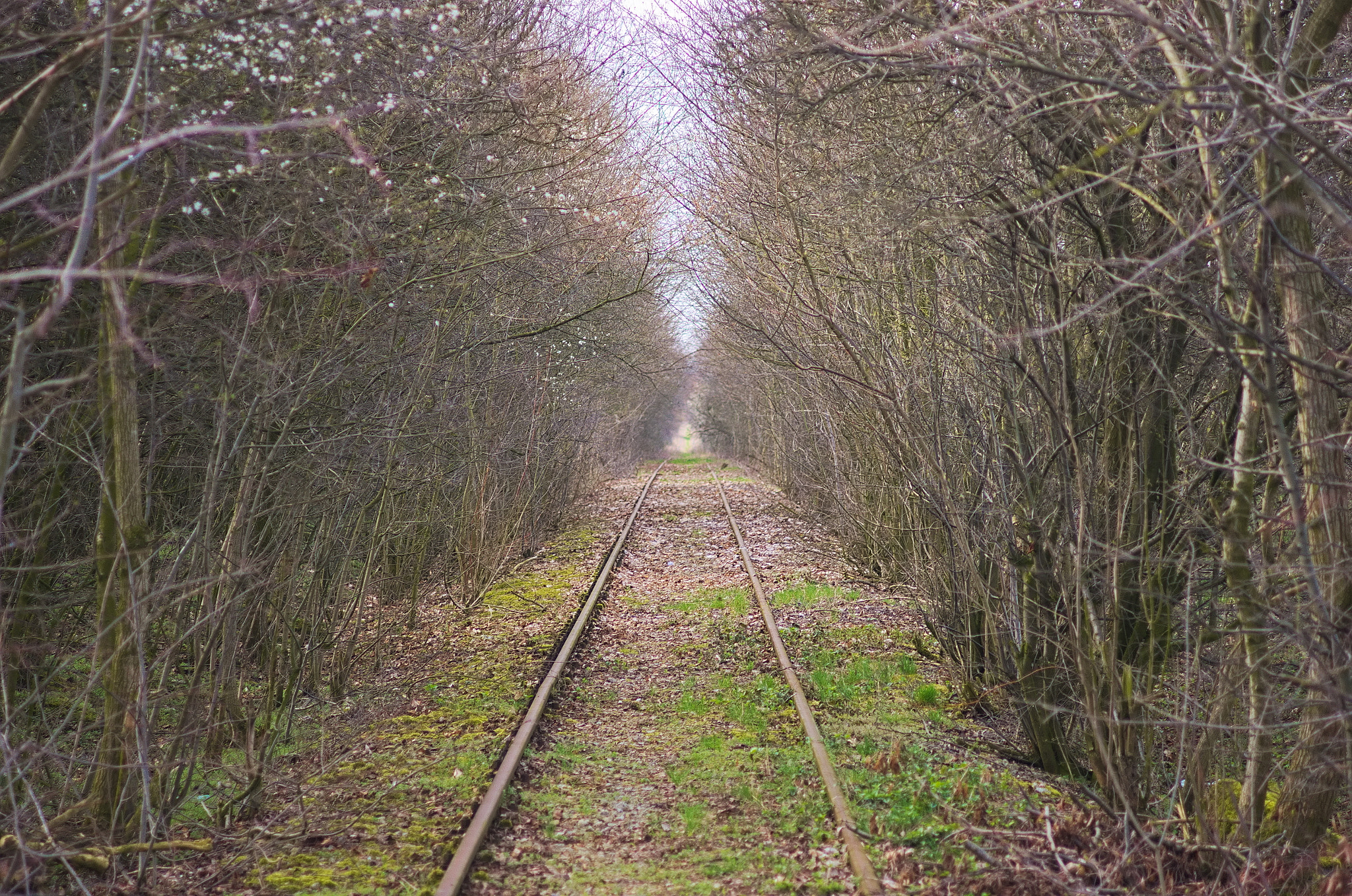 Pentax K-5 + Pentax smc DA 70mm F2.4 AL Limited sample photo. Old railroad tracks photography