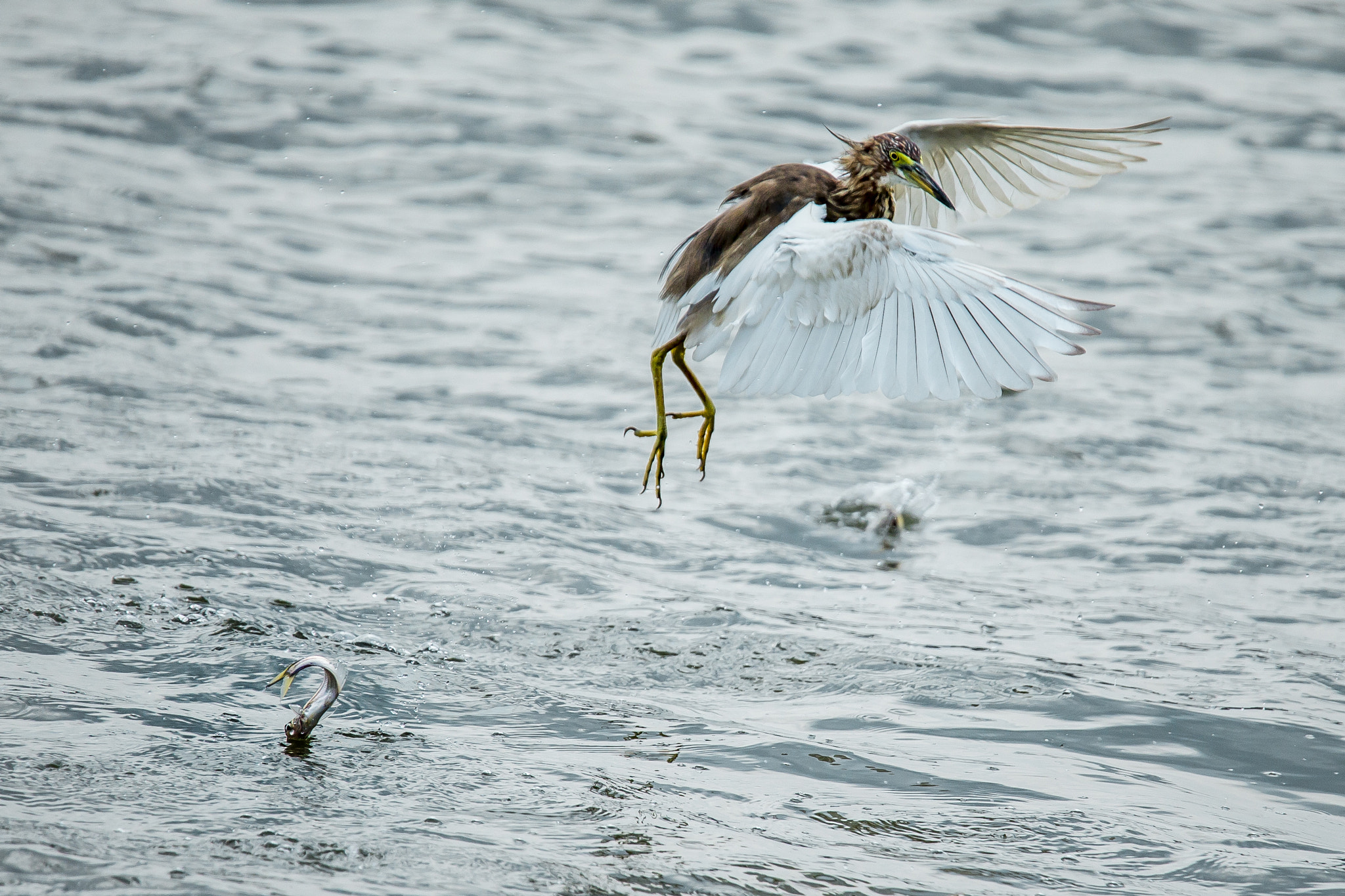 Tamron SP 150-600mm F5-6.3 Di VC USD sample photo. Catch me if you can photography