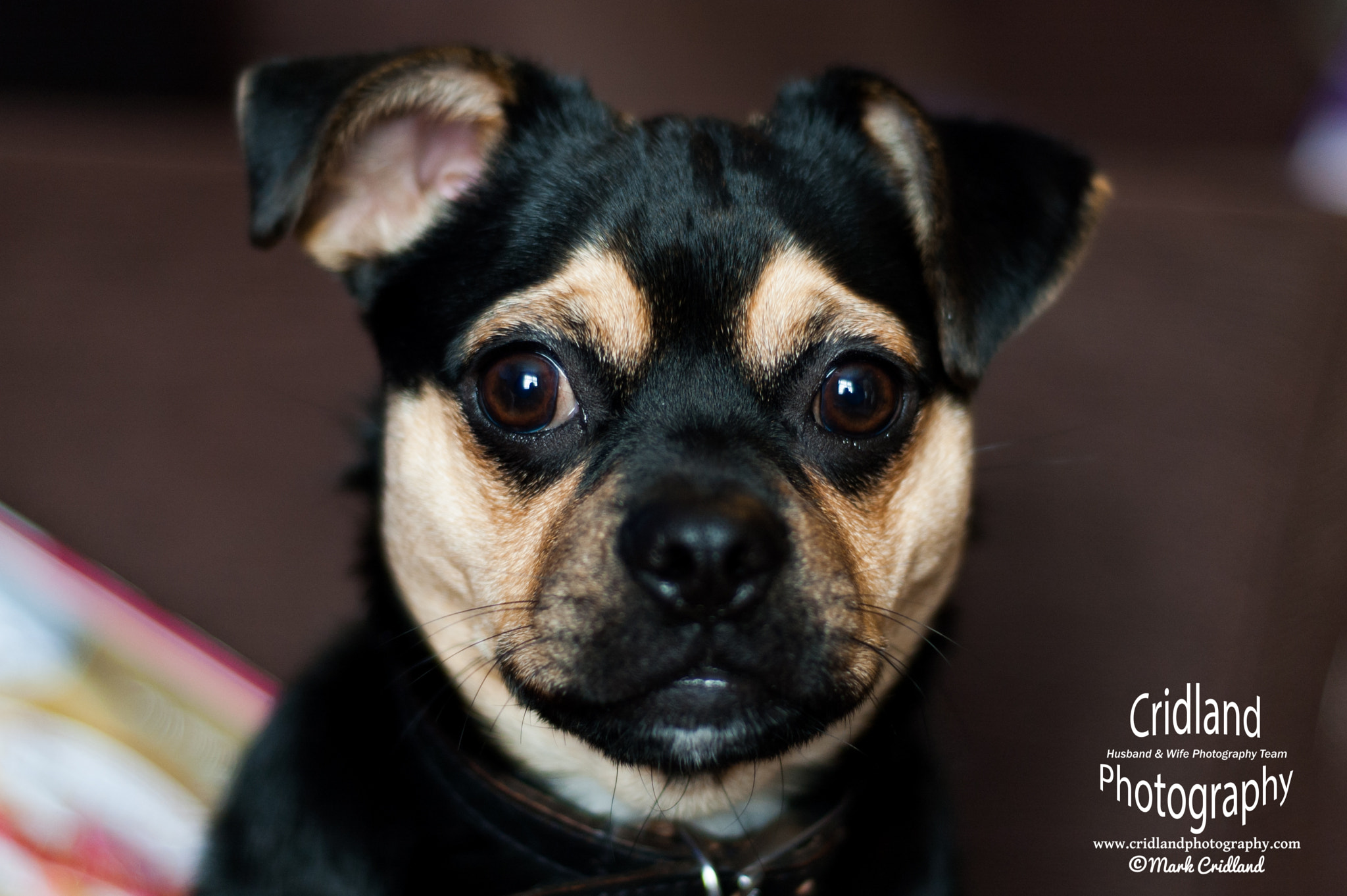 Nikon D70s + Nikon AF Nikkor 50mm F1.8D sample photo. Jug puppy photography