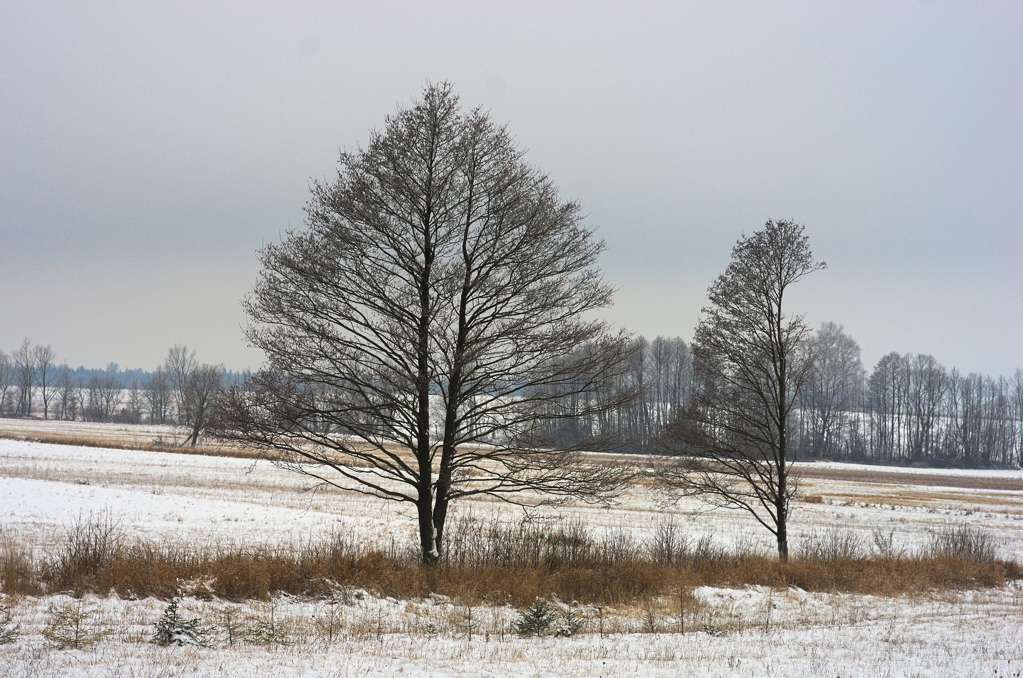 Pentax K-5 + Pentax smc DA 70mm F2.4 AL Limited sample photo. One and a half of tree photography