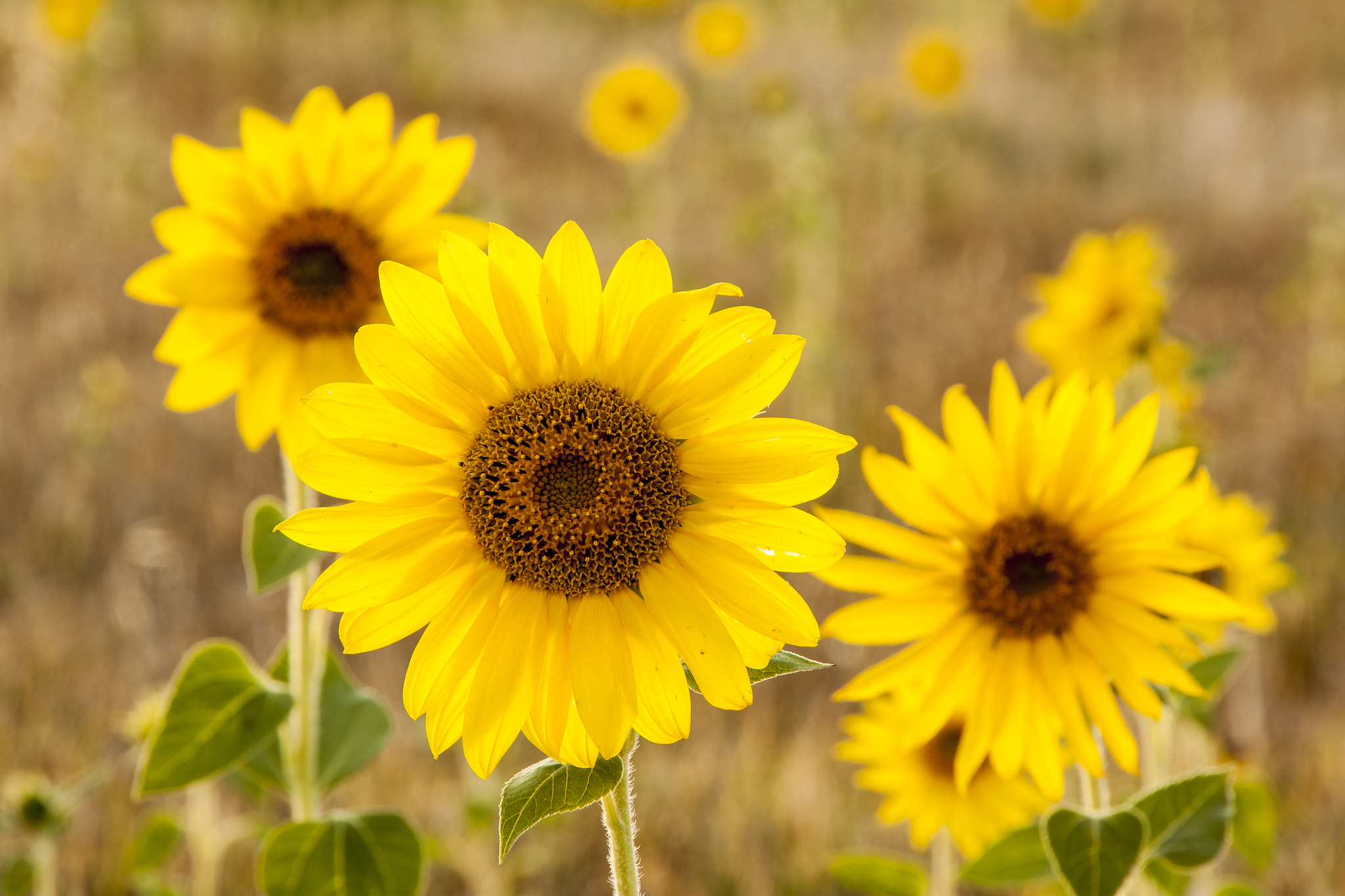 Canon EOS 450D (EOS Rebel XSi / EOS Kiss X2) sample photo. Girasoles photography
