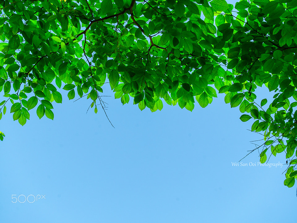Panasonic Leica DG Macro-Elmarit 45mm F2.8 ASPH OIS sample photo. Leaves in the summer photography