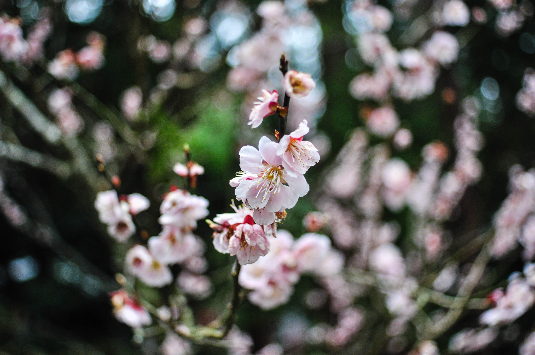 Nikon D90 + AF Nikkor 28mm f/2.8 sample photo. Early sakura photography