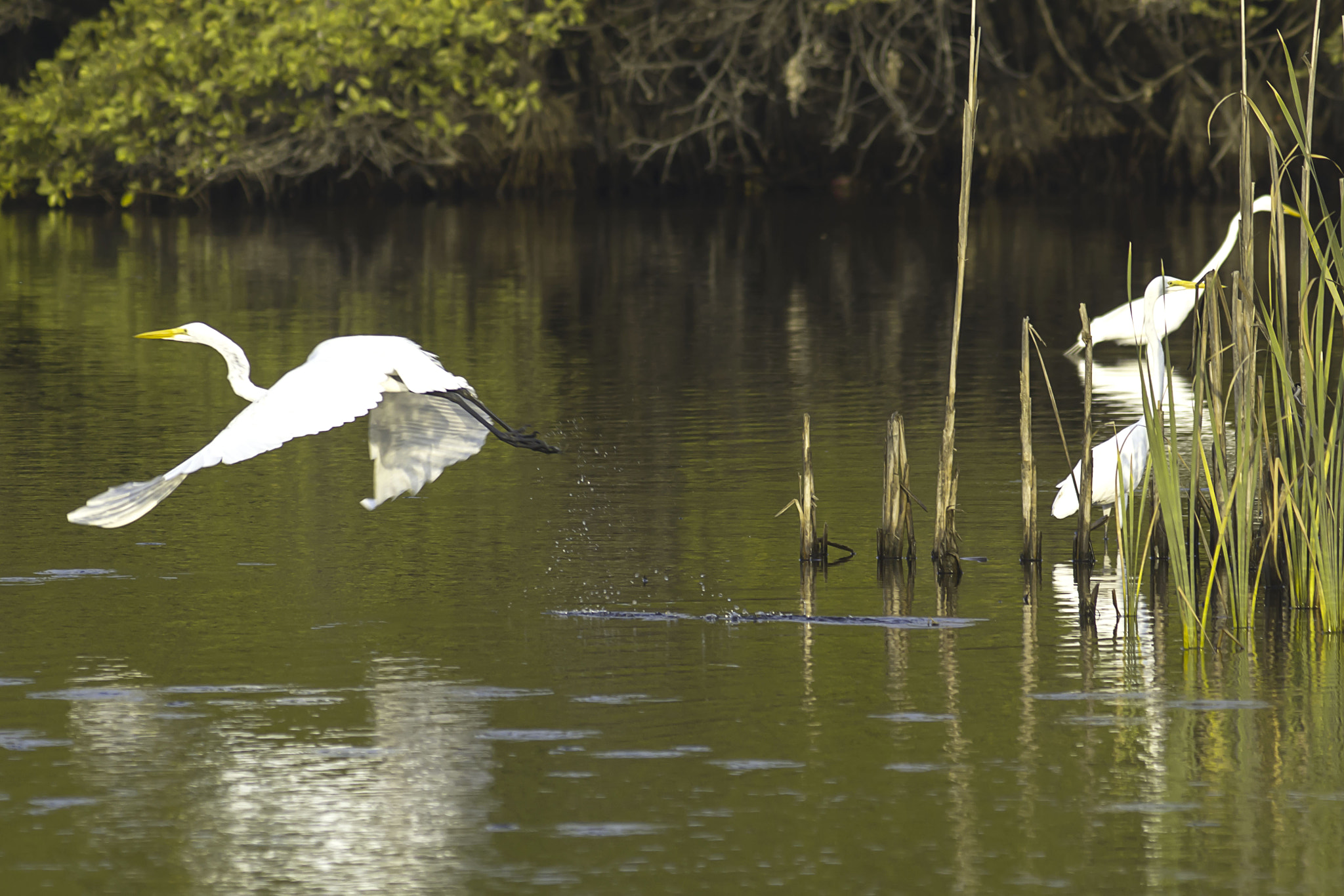 Nikon D7000 + AF Zoom-Nikkor 75-300mm f/4.5-5.6 sample photo. Garza blanca photography