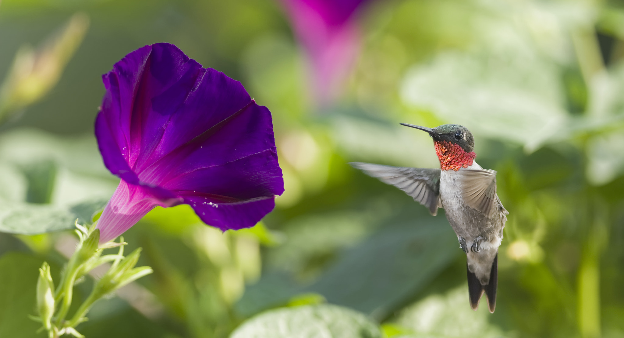 Nikon AF-S Nikkor 500mm F4D ED-IF II sample photo. Visitor in the morning glory photography