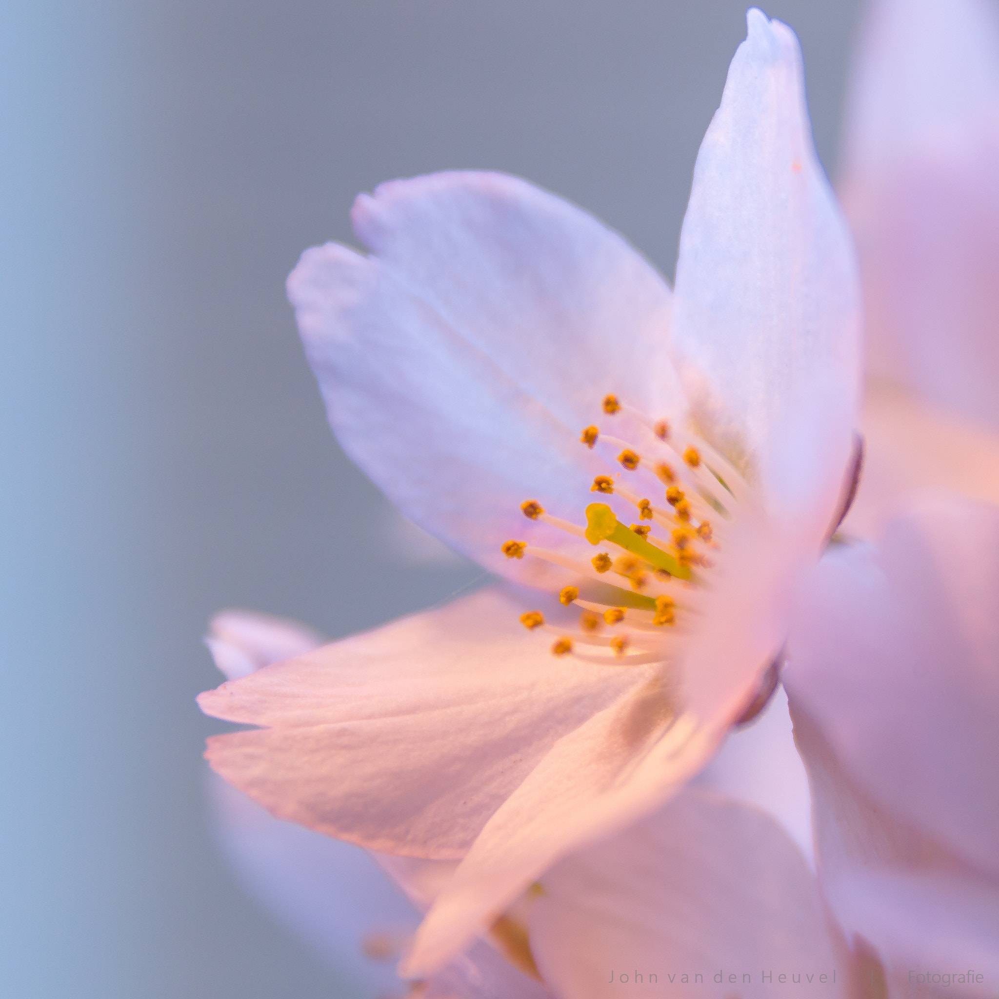 Sigma 17-70mm F2.8-4 DC Macro OS HSM | C sample photo. Spring blossom photography