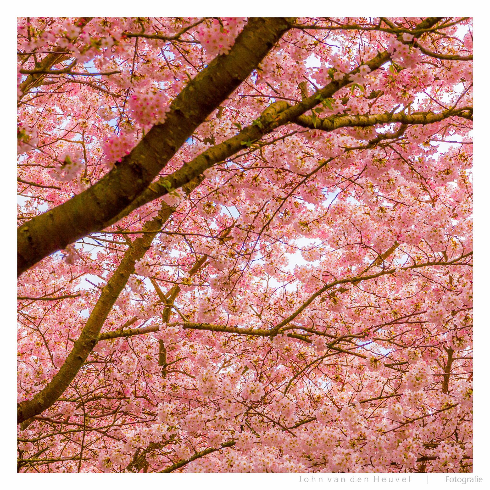 Sigma 17-70mm F2.8-4 DC Macro OS HSM | C sample photo. Spring blossom photography
